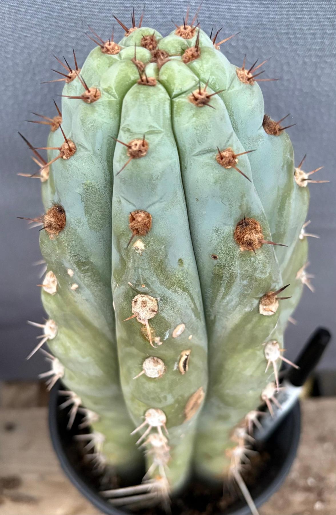 #EC48 EXACT Trichocereus Peruvianus TSSBP Blue Peru Cactus 13”-Cactus - Large - Exact-The Succulent Source