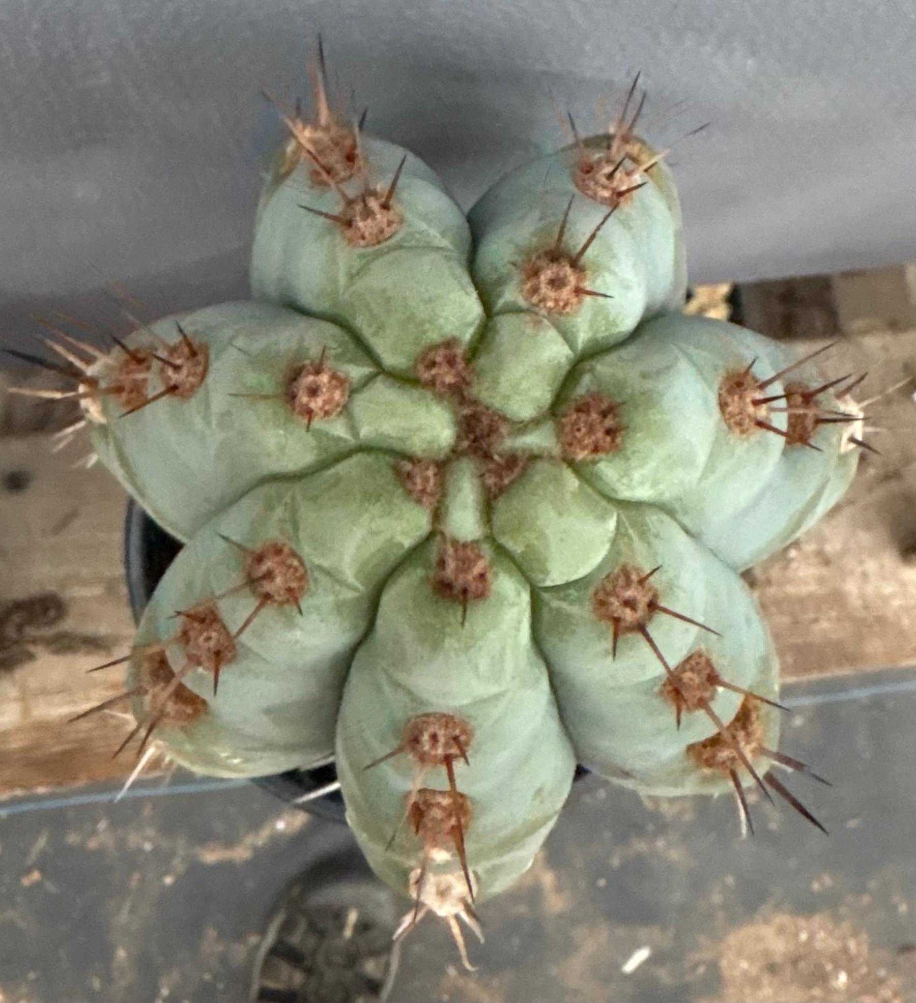 San Pedro Cactus for Sale Trichocereus