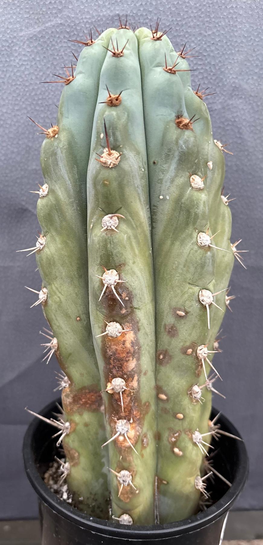 #EC48 EXACT Trichocereus Peruvianus TSSBP Blue Peru Cactus 13”-Cactus - Large - Exact-The Succulent Source