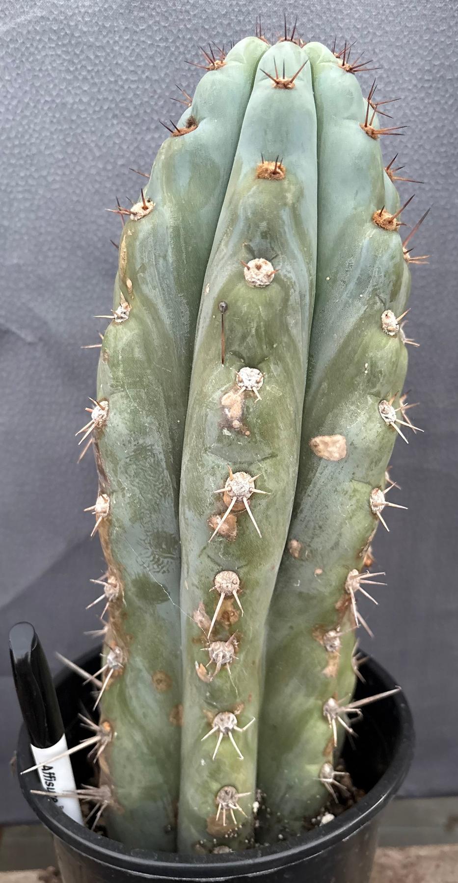 #EC48 EXACT Trichocereus Peruvianus TSSBP Blue Peru Cactus 13”-Cactus - Large - Exact-The Succulent Source