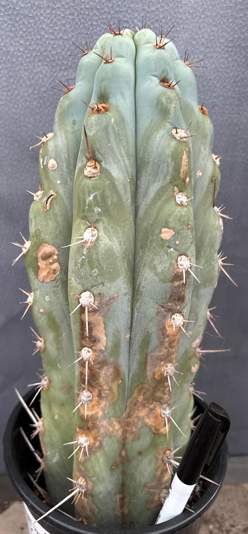 #EC48 EXACT Trichocereus Peruvianus TSSBP Blue Peru Cactus 13”-Cactus - Large - Exact-The Succulent Source