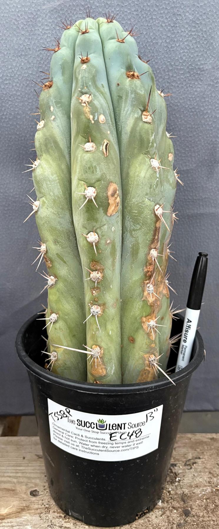 #EC48 EXACT Trichocereus Peruvianus TSSBP Blue Peru Cactus 13”-Cactus - Large - Exact-The Succulent Source