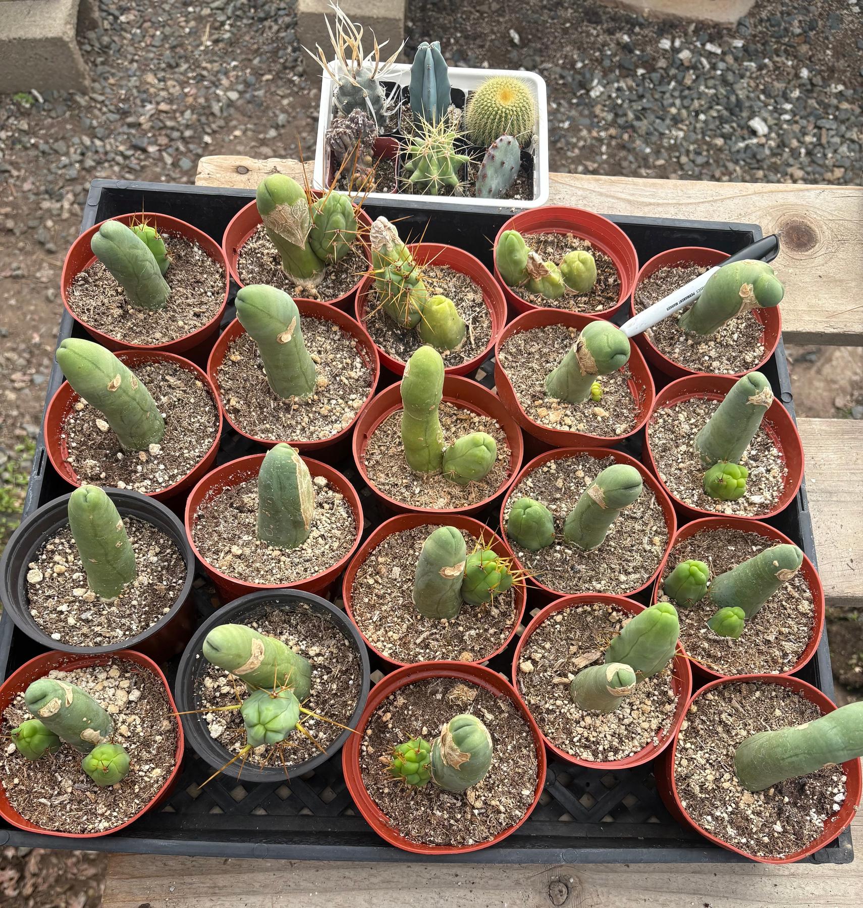 #EC49 EXACT Tray of 20 Trichocereus Bridgesii monstrose TBM penis Cactus in 4” containers-Cactus - Large - Exact-The Succulent Source