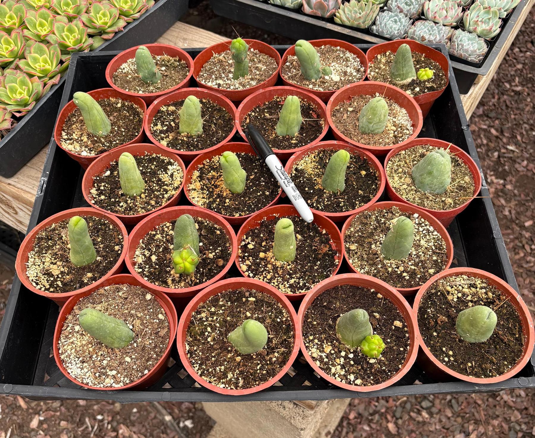 #EC49 EXACT TLC Tray of 20 Trichocereus Bridgesii monstrose TBM penis Cactus in 4” containers-Cactus - Large - Exact-The Succulent Source