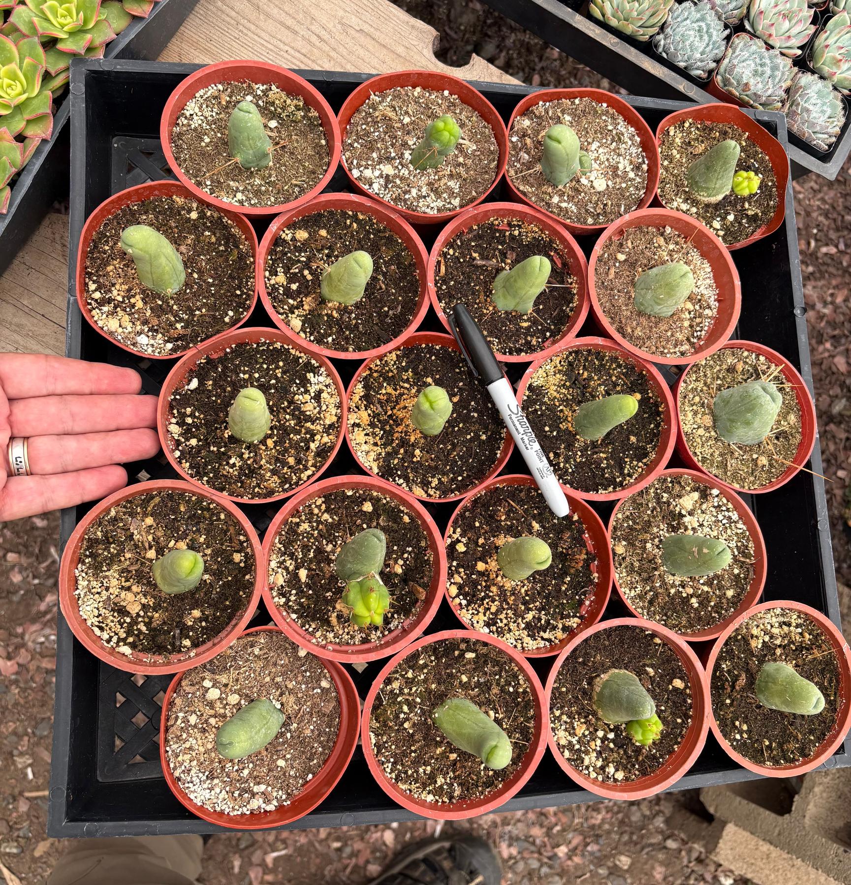 #EC49 EXACT TLC Tray of 20 Trichocereus Bridgesii monstrose TBM penis Cactus in 4” containers-Cactus - Large - Exact-The Succulent Source