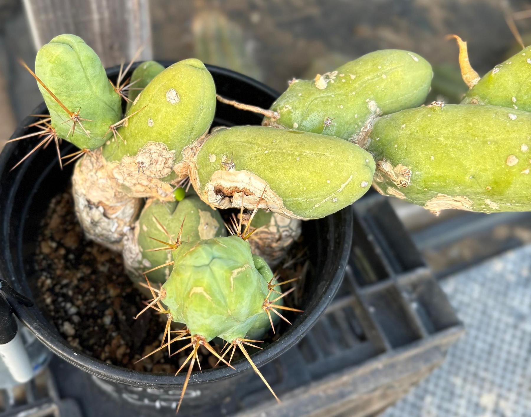 #EC49 EXACT Trichocereus Bridgesii monstrose TBM penis Cactus-Cactus - Large - Exact-The Succulent Source