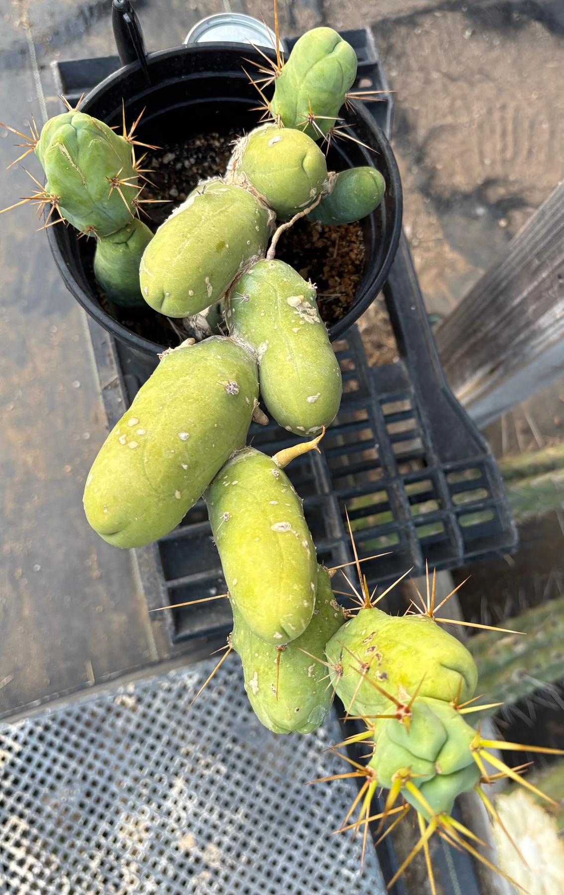 #EC49 EXACT Trichocereus Bridgesii monstrose TBM penis Cactus-Cactus - Large - Exact-The Succulent Source