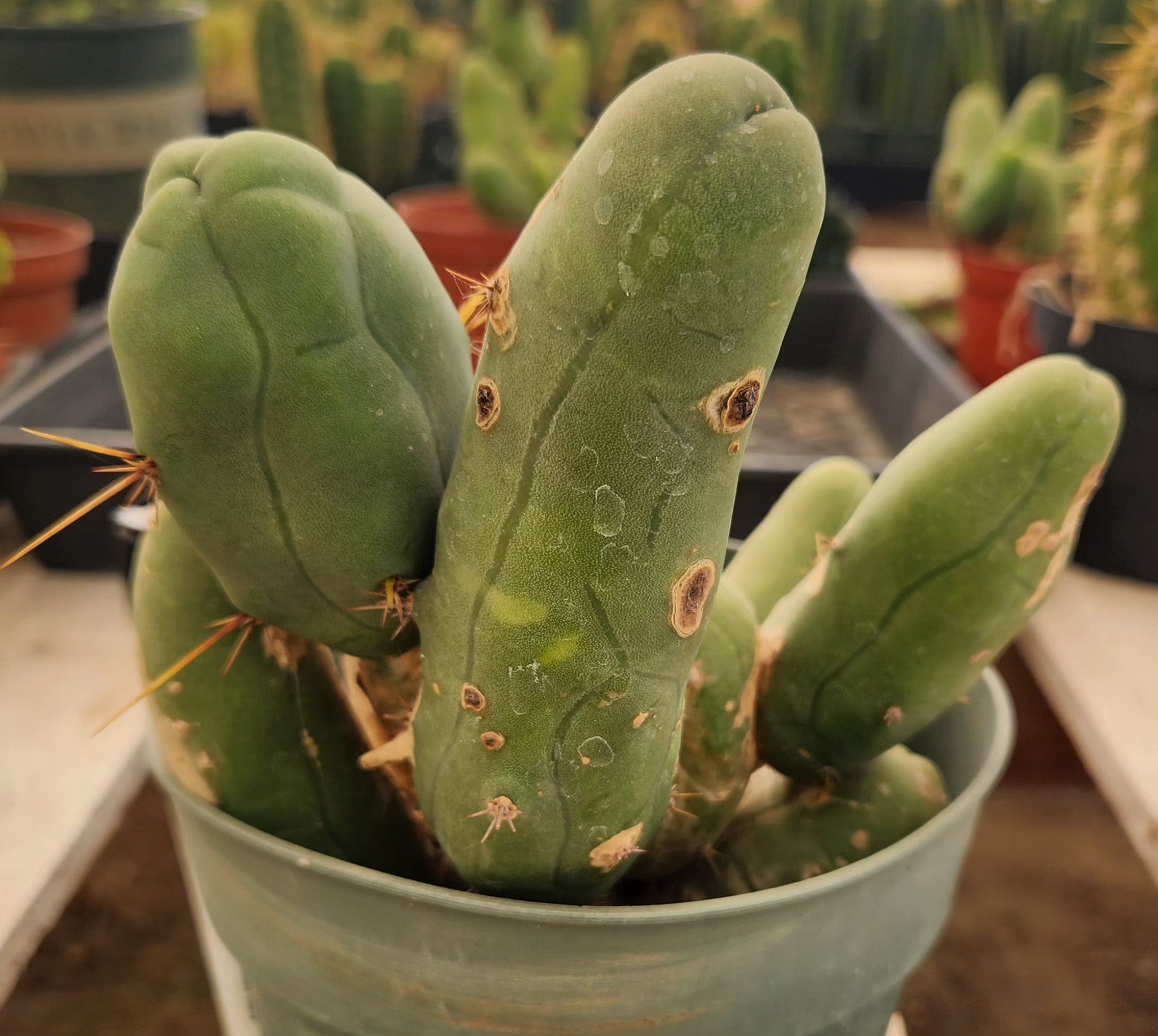 #EC49 EXACT Trichocereus Bridgesii monstrose TBM penis Cactus-Cactus - Large - Exact-The Succulent Source