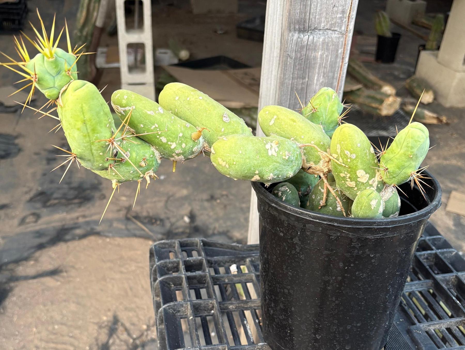 #EC49 EXACT Trichocereus Bridgesii monstrose TBM penis Cactus-Cactus - Large - Exact-The Succulent Source
