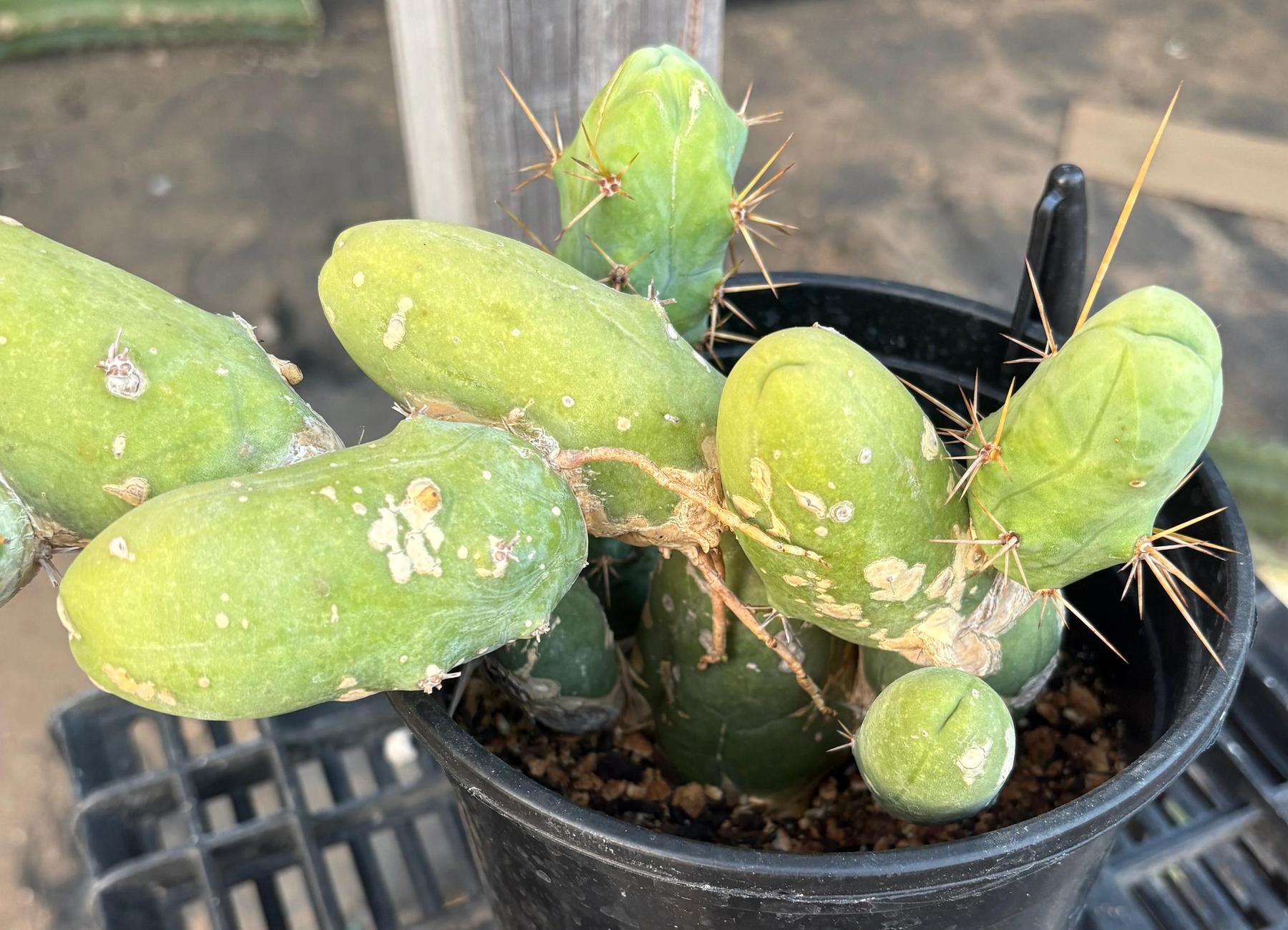 #EC49 EXACT Trichocereus Bridgesii monstrose TBM penis Cactus-Cactus - Large - Exact-The Succulent Source