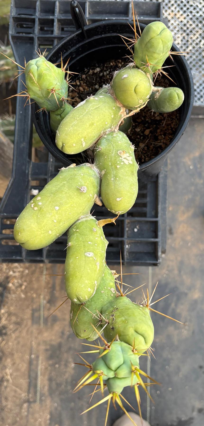#EC49 EXACT Trichocereus Bridgesii monstrose TBM penis Cactus-Cactus - Large - Exact-The Succulent Source