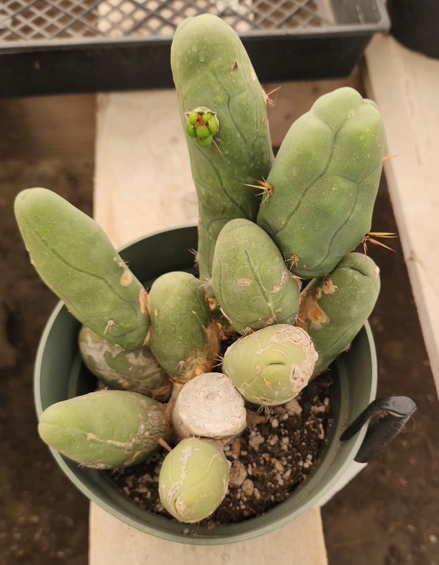 #EC49 EXACT Trichocereus Bridgesii monstrose TBM penis Cactus-Cactus - Large - Exact-The Succulent Source