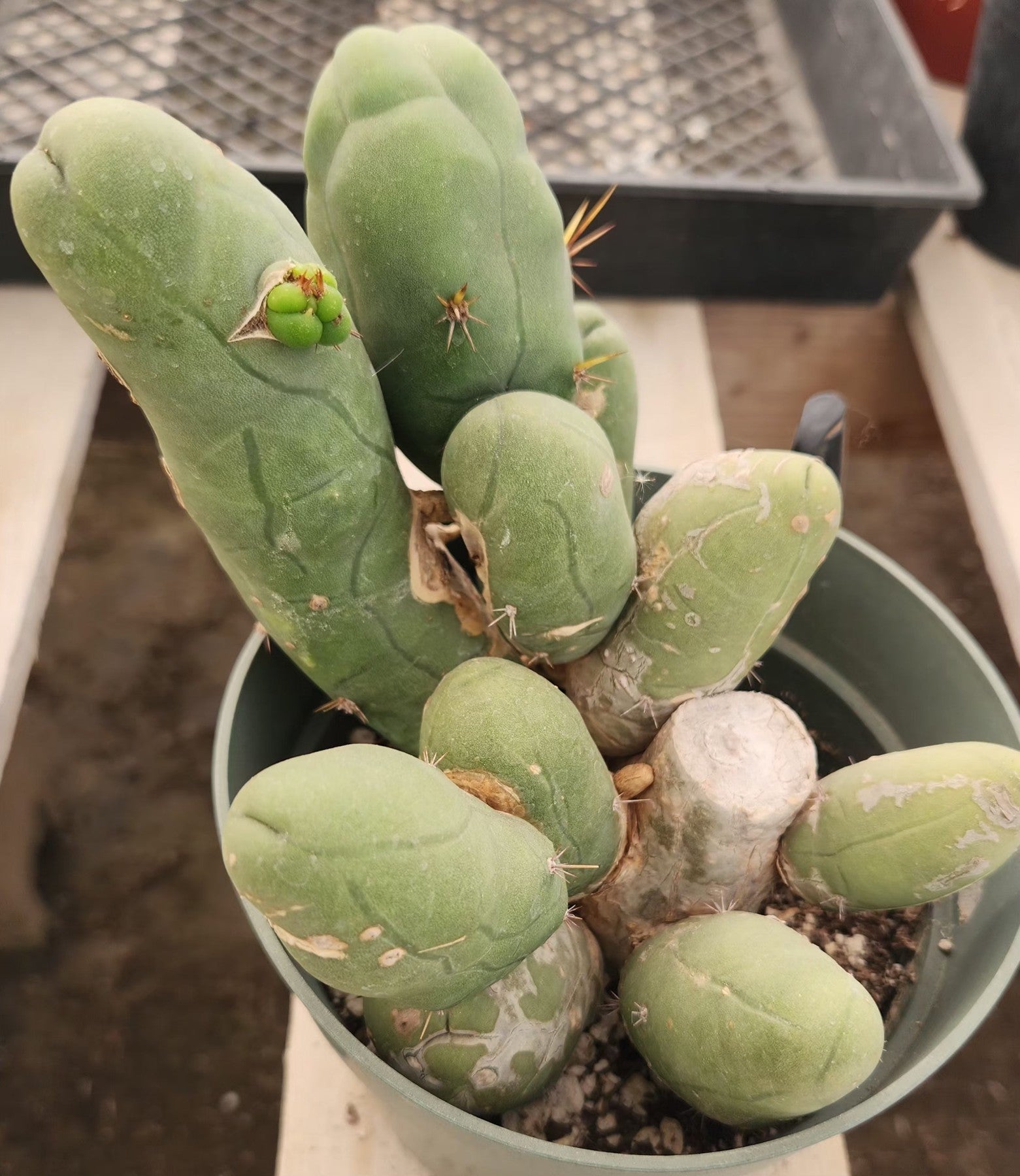 #EC49 EXACT Trichocereus Bridgesii monstrose TBM penis Cactus-Cactus - Large - Exact-The Succulent Source