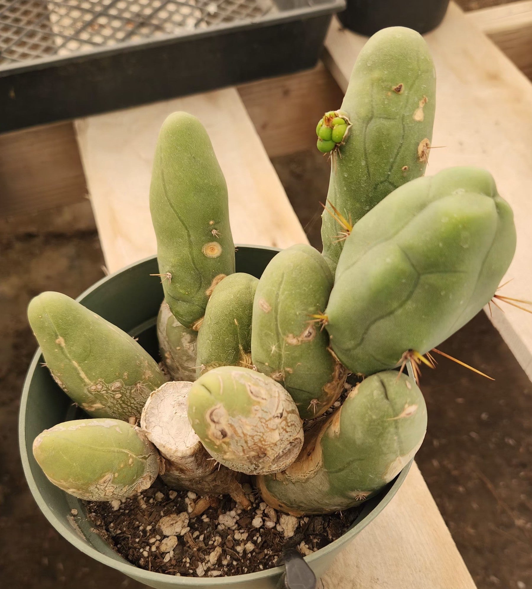 #EC49 EXACT Trichocereus Bridgesii monstrose TBM penis Cactus-Cactus - Large - Exact-The Succulent Source