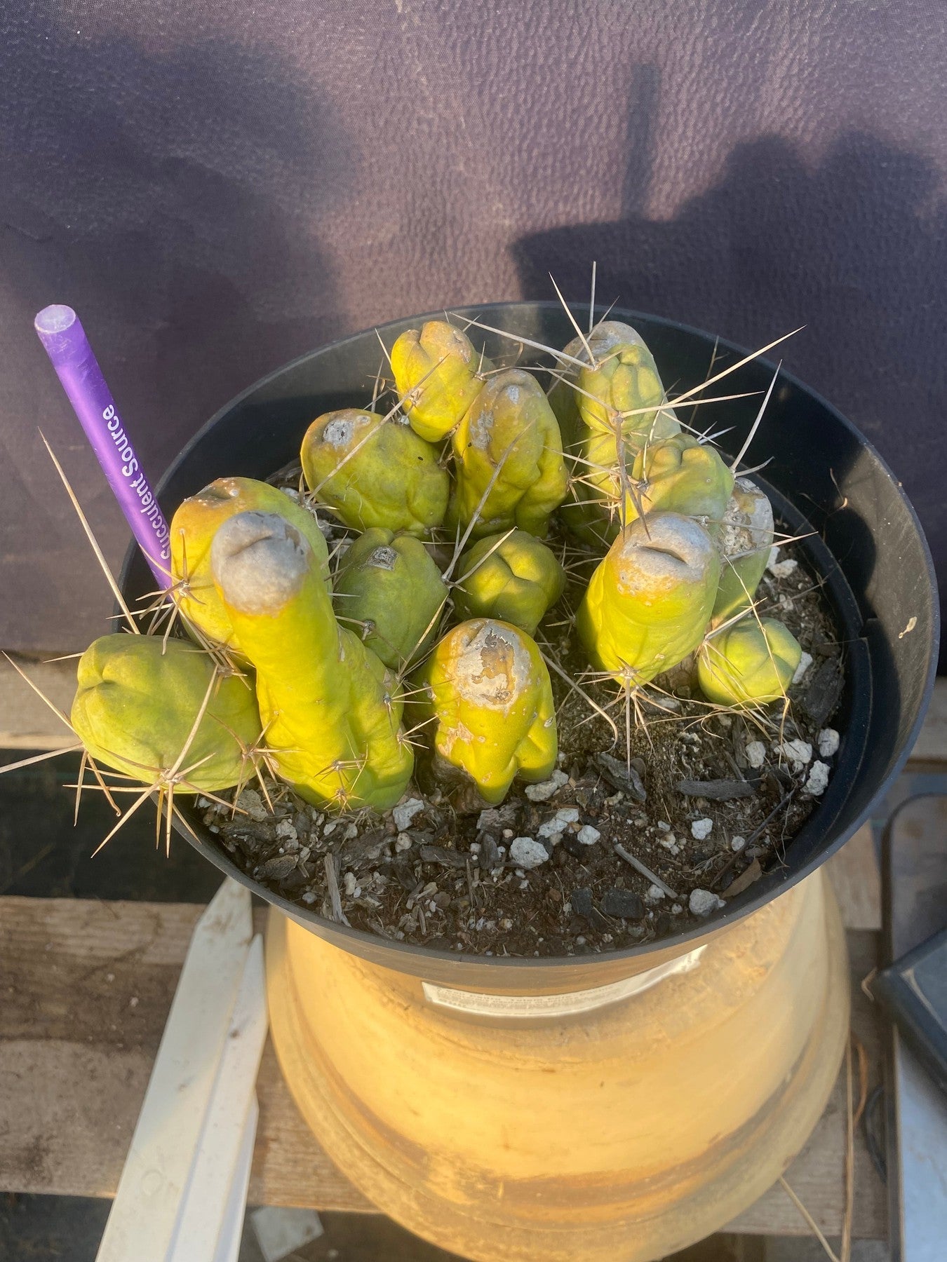 #EC49 EXACT Trichocereus Bridgesii monstrose TBM penis Cactus-Cactus - Large - Exact-The Succulent Source