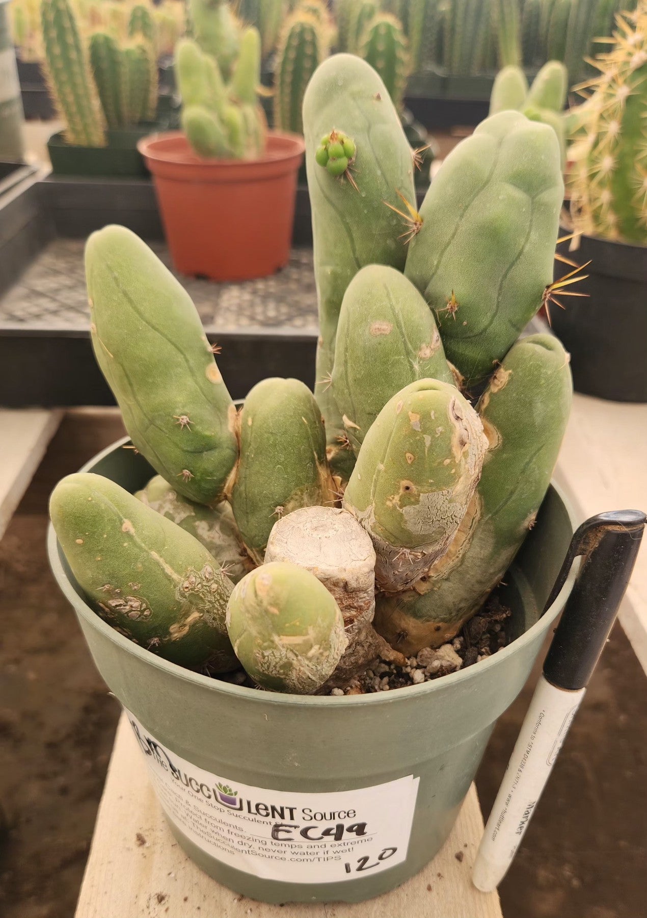 #EC49 EXACT Trichocereus Bridgesii monstrose TBM penis Cactus-Cactus - Large - Exact-The Succulent Source