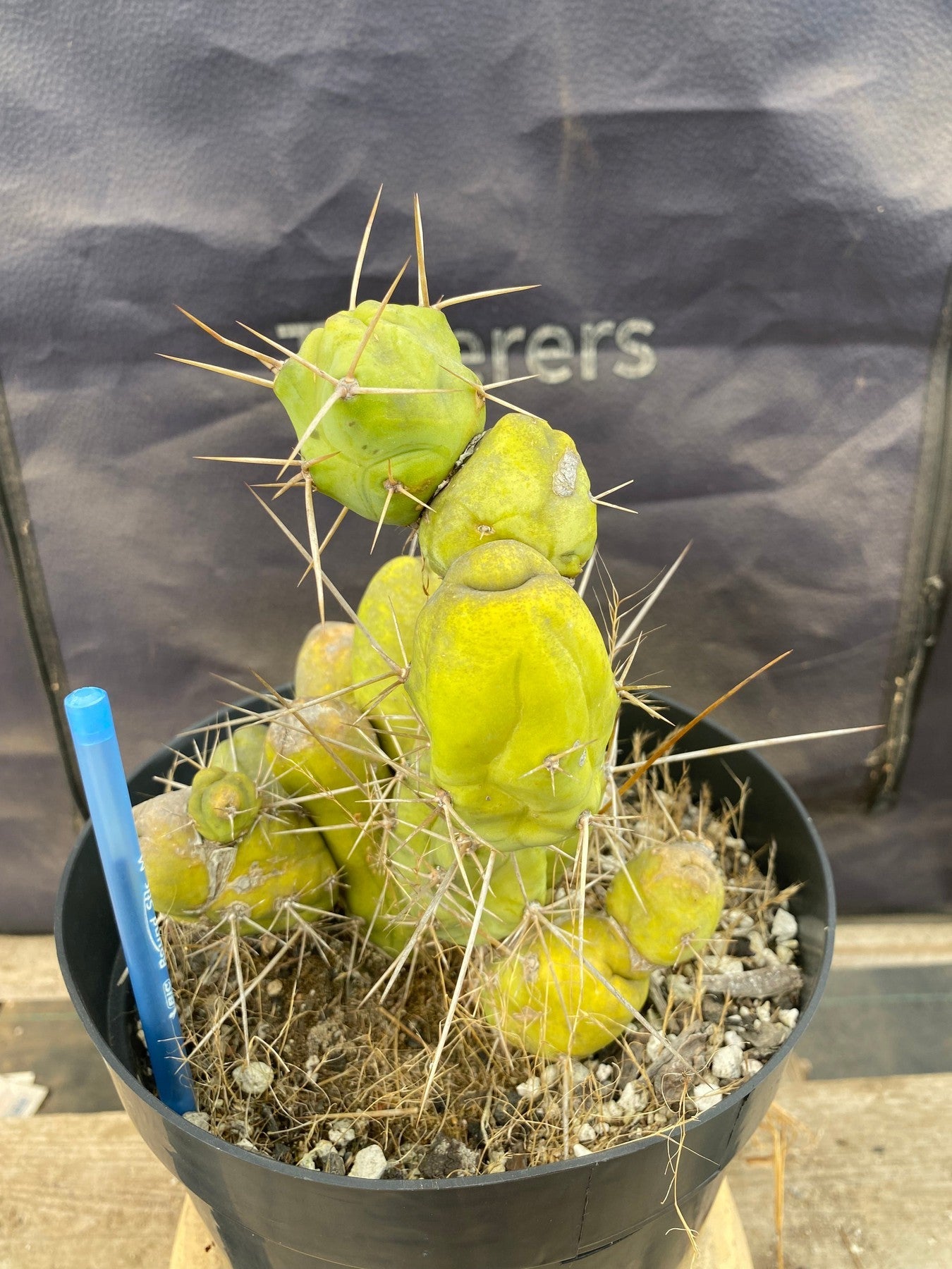 #EC49 EXACT Trichocereus Bridgesii monstrose TBM penis Cactus 12”-Cactus - Large - Exact-The Succulent Source