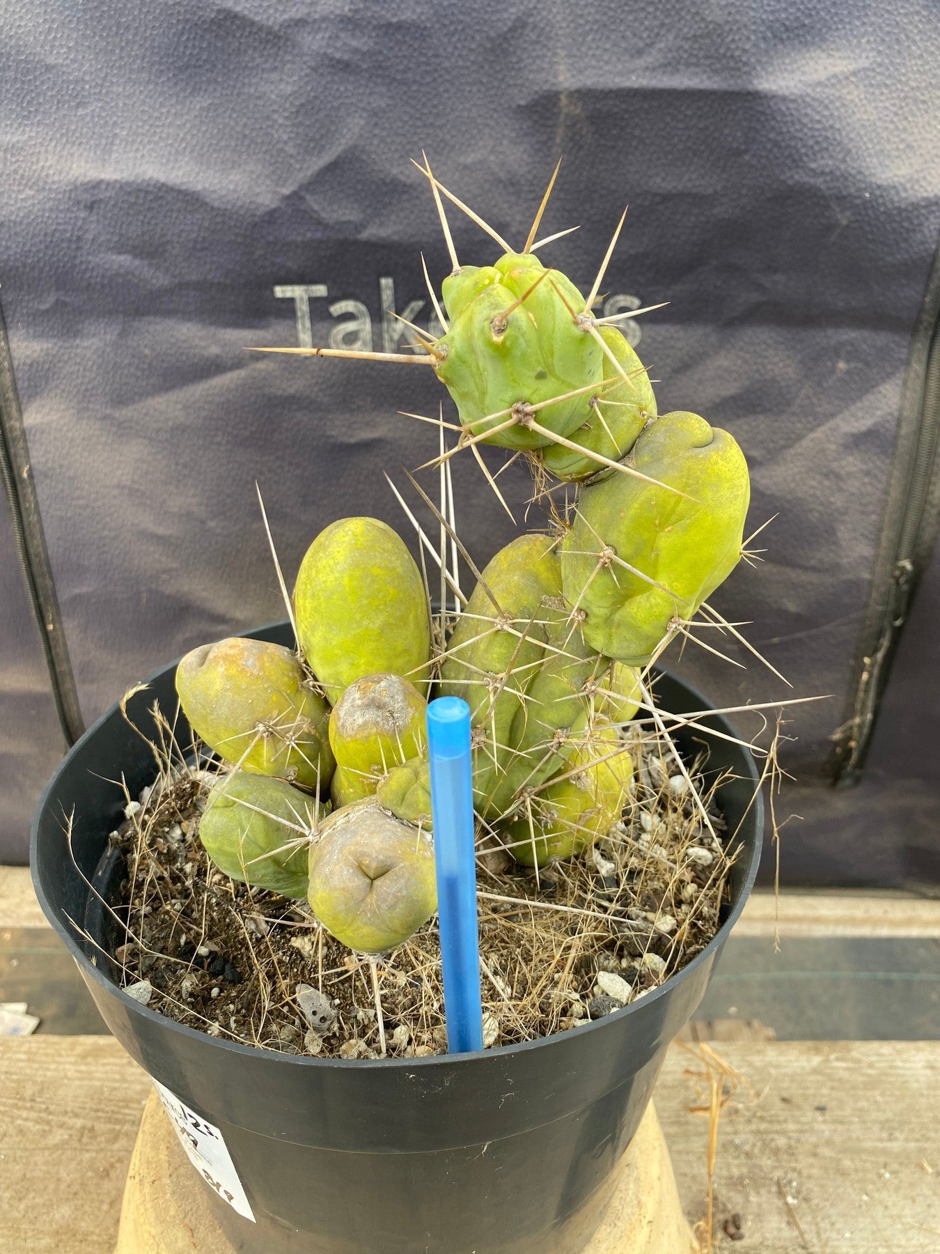 #EC49 EXACT Trichocereus Bridgesii monstrose TBM penis Cactus 12”-Cactus - Large - Exact-The Succulent Source