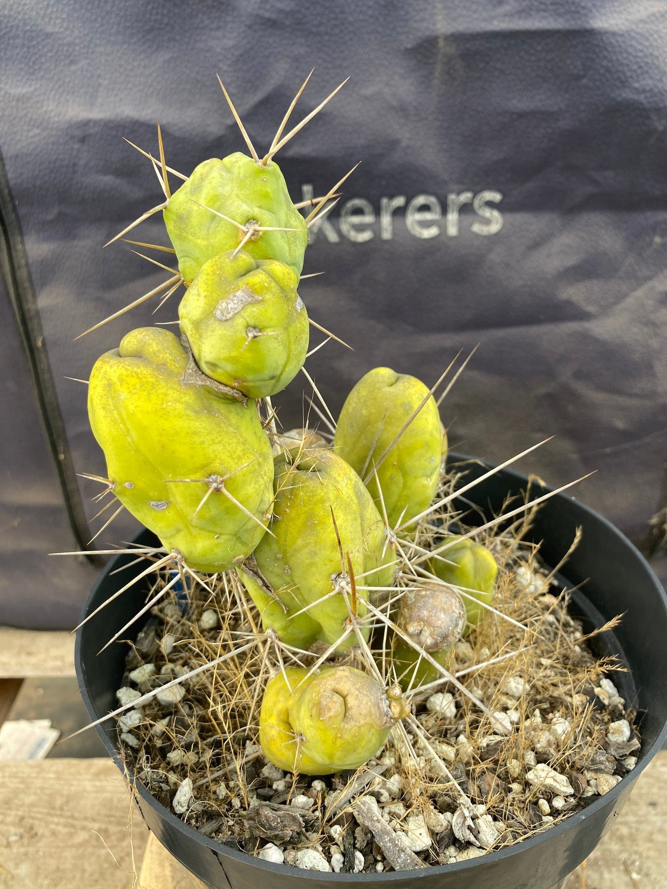 #EC49 EXACT Trichocereus Bridgesii monstrose TBM penis Cactus 12”-Cactus - Large - Exact-The Succulent Source