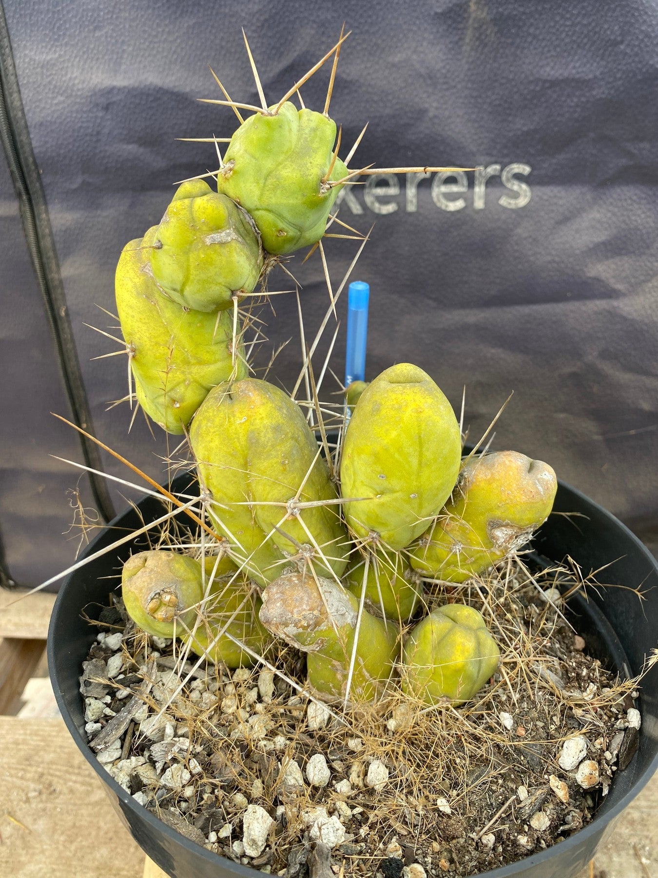 #EC49 EXACT Trichocereus Bridgesii monstrose TBM penis Cactus 12”-Cactus - Large - Exact-The Succulent Source