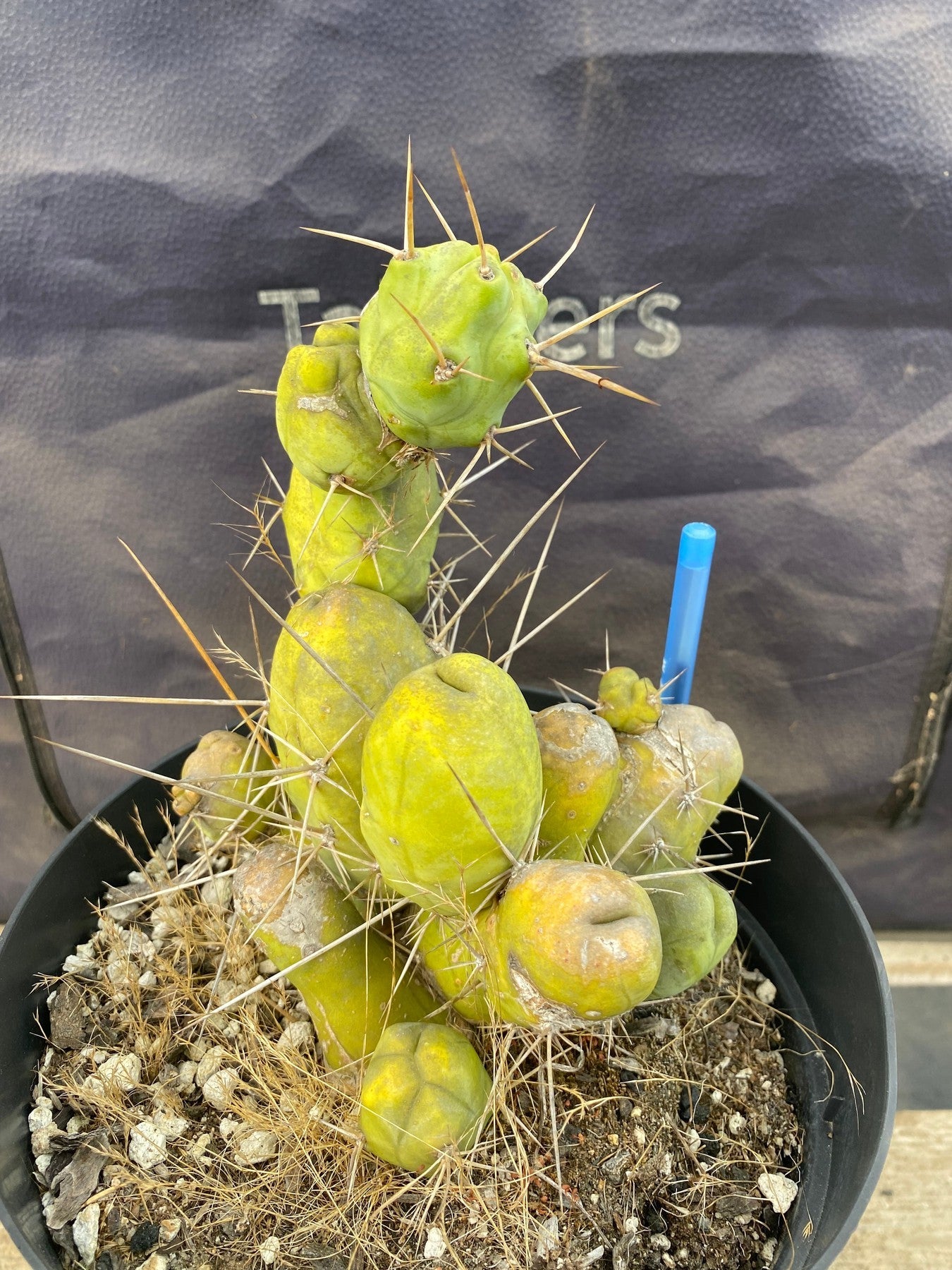 #EC49 EXACT Trichocereus Bridgesii monstrose TBM penis Cactus 12”-Cactus - Large - Exact-The Succulent Source