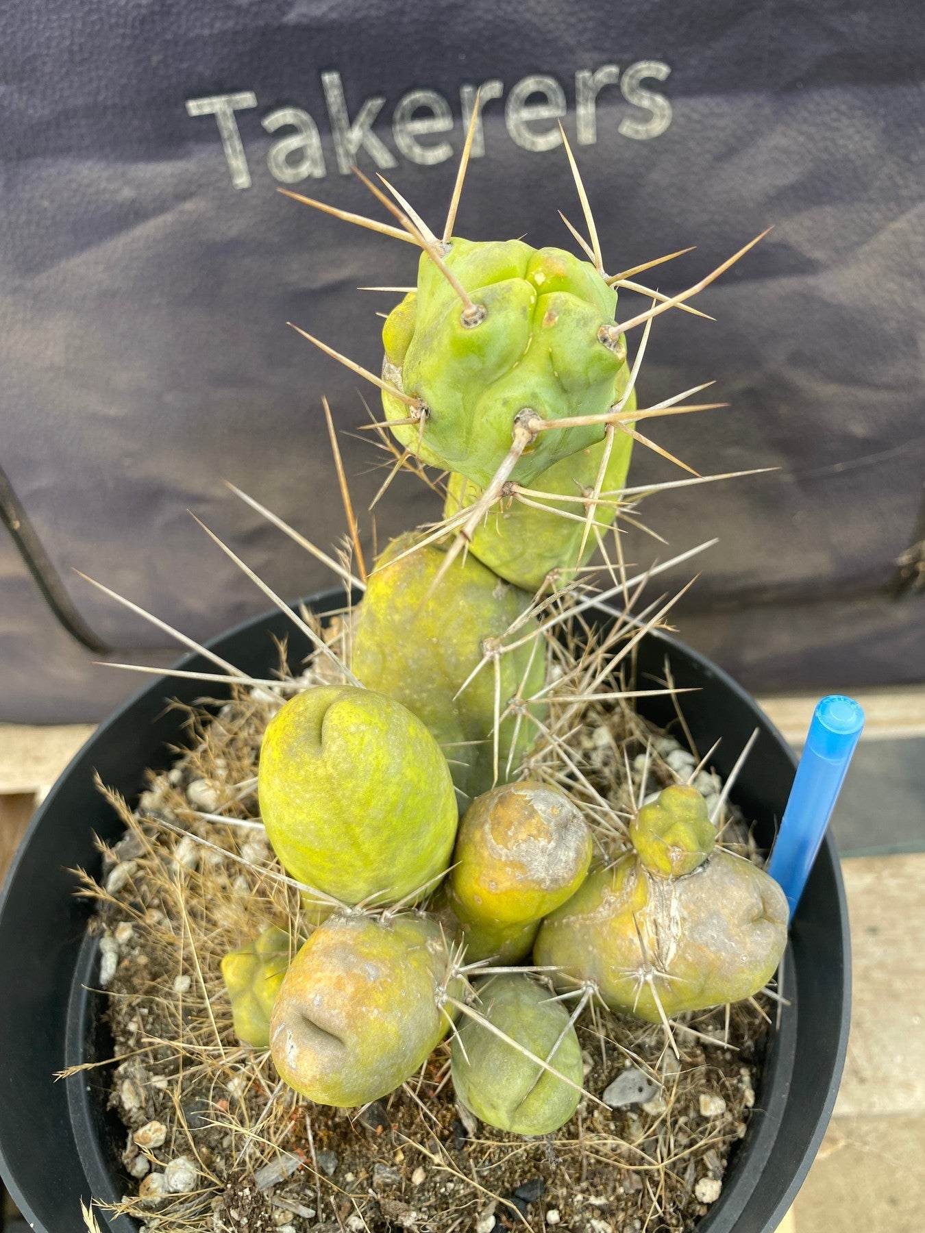 #EC49 EXACT Trichocereus Bridgesii monstrose TBM penis Cactus 12”-Cactus - Large - Exact-The Succulent Source