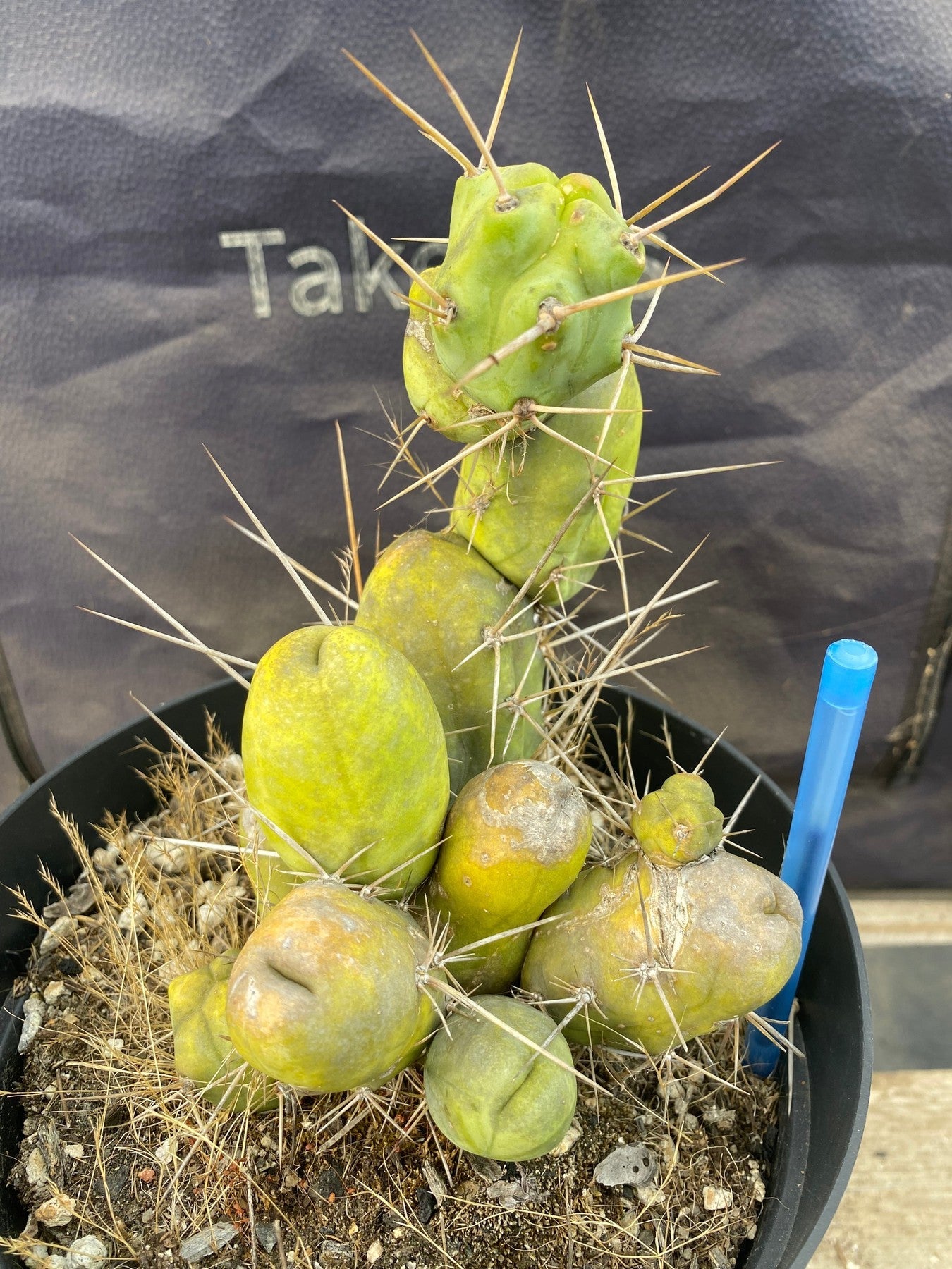 #EC49 EXACT Trichocereus Bridgesii monstrose TBM penis Cactus 12”-Cactus - Large - Exact-The Succulent Source