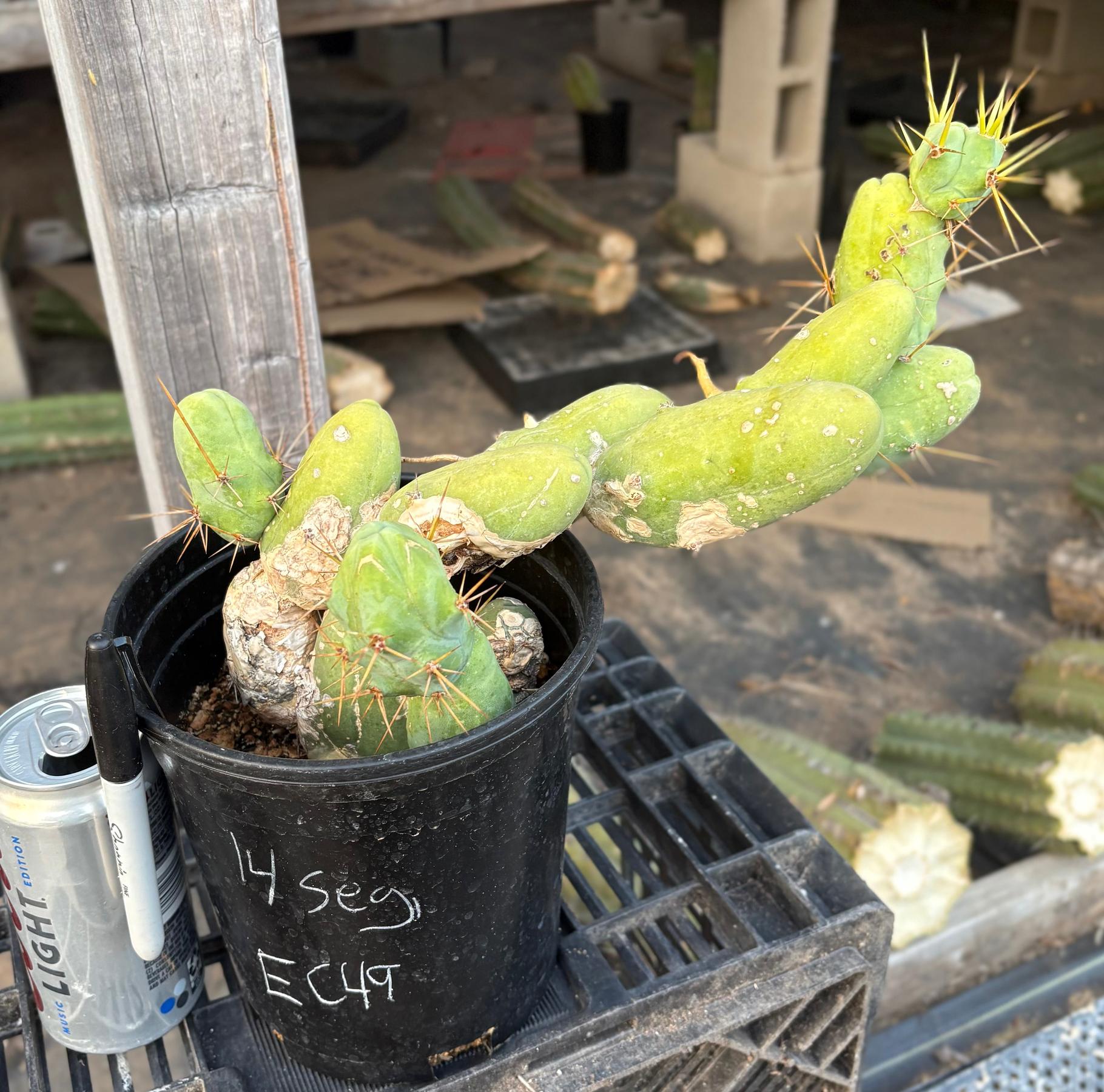 #EC49 EXACT Trichocereus Bridgesii monstrose TBM penis Cactus-Cactus - Large - Exact-The Succulent Source