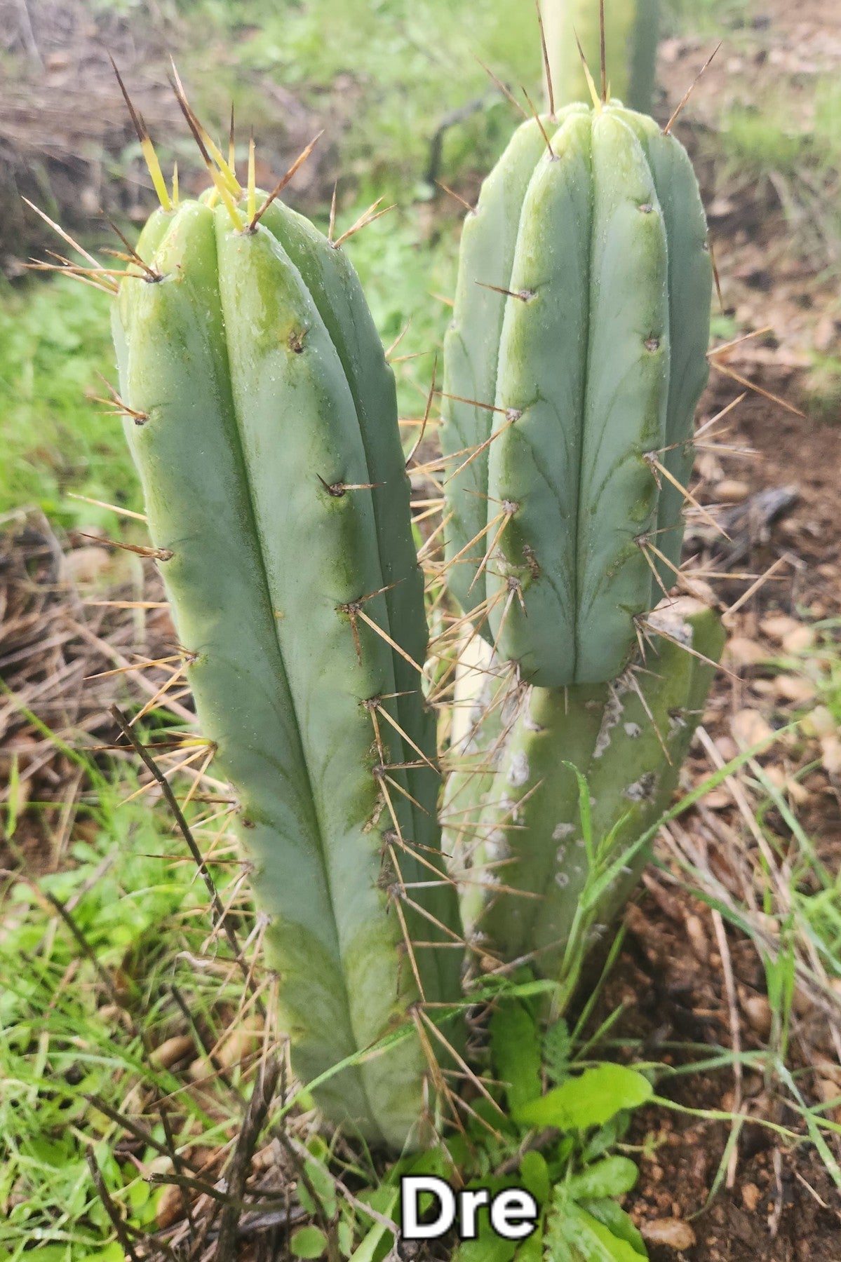 #EC50 EXACT Trichocereus Bridgesii "DRE" Cactus Cutting 10"-Cactus - Large - Exact-The Succulent Source