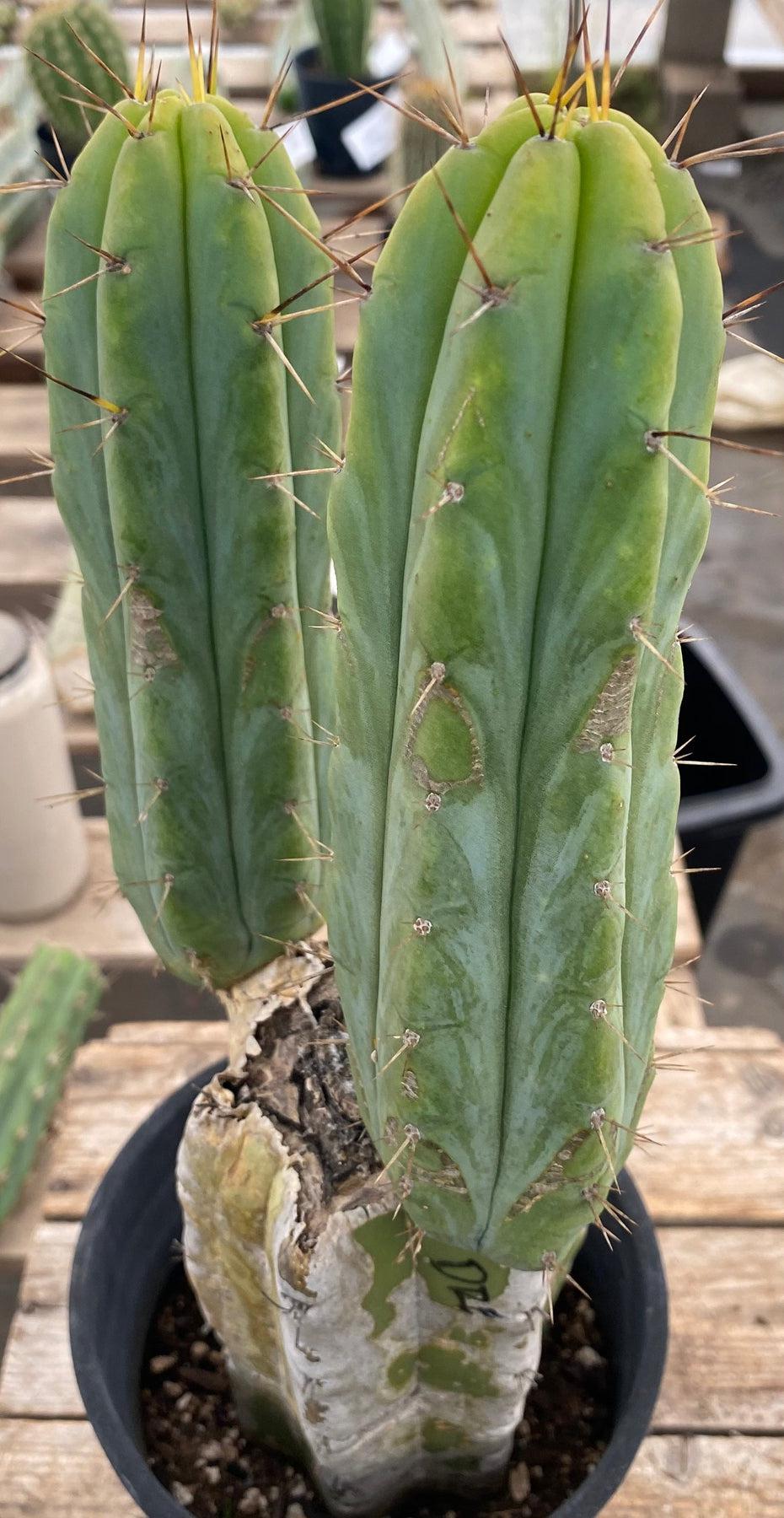 #EC50 EXACT Trichocereus Bridgesii "DRE" Cactus 15"-Cactus - Large - Exact-The Succulent Source