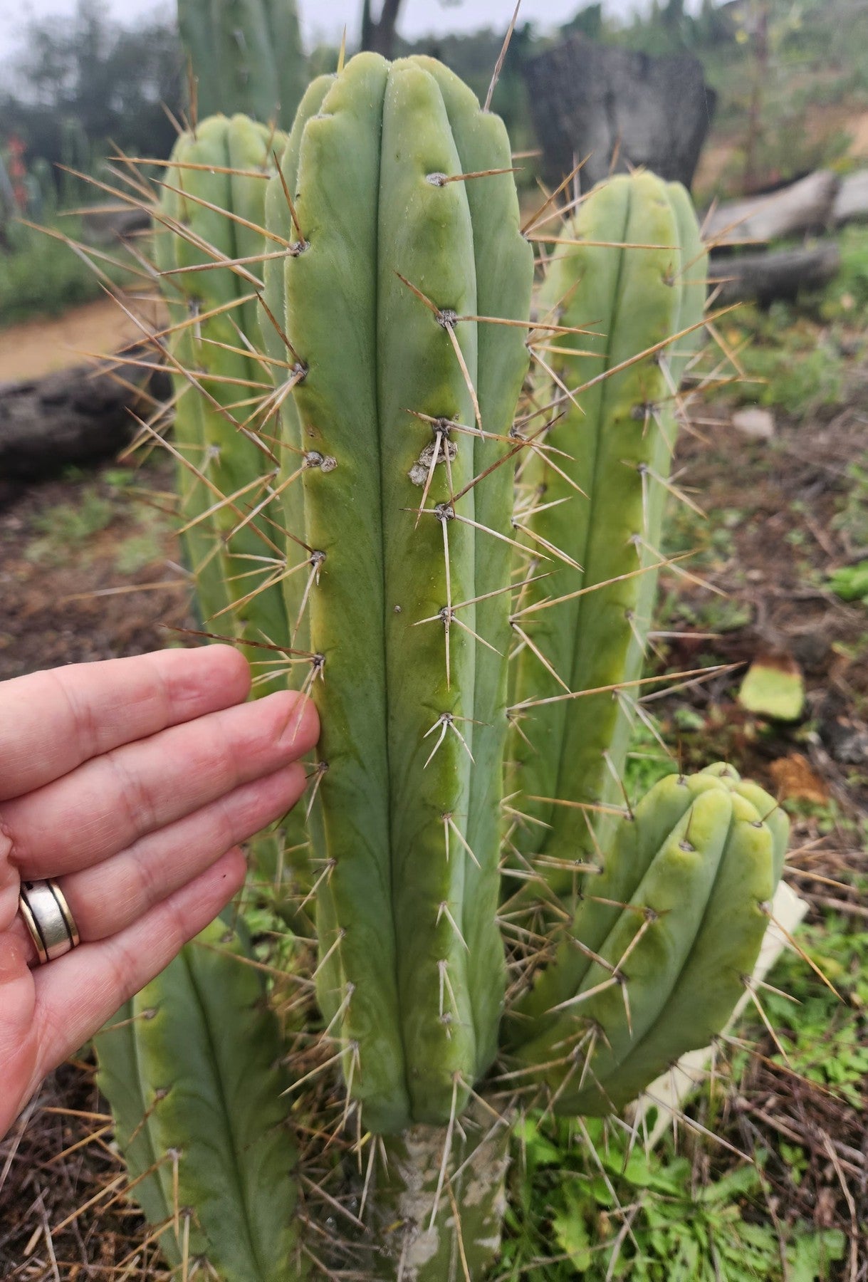 #EC50 EXACT Trichocereus Bridgesii "DRE" Cactus Cutting 10"-Cactus - Large - Exact-The Succulent Source
