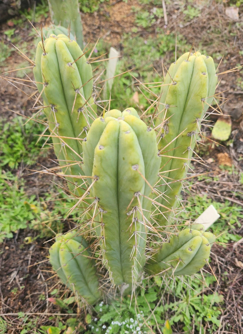 #EC50 EXACT Trichocereus Bridgesii "DRE" Cactus Cutting 10"