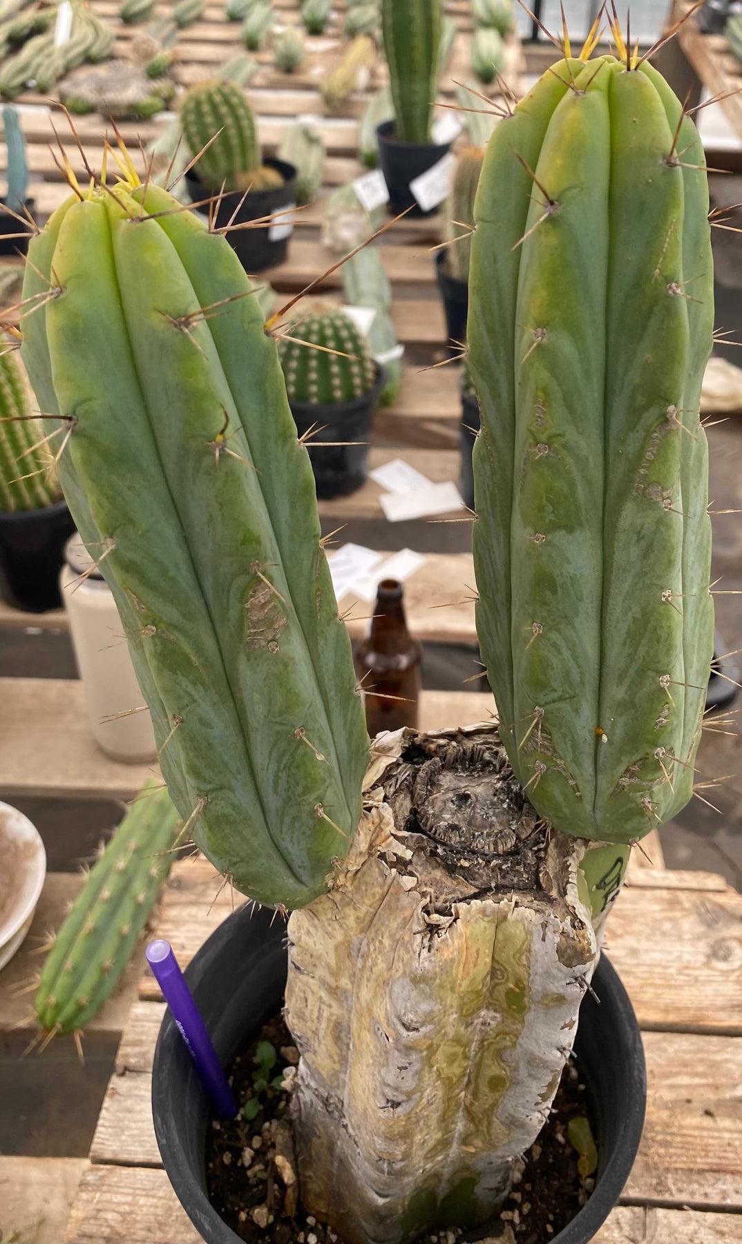 #EC50 EXACT Trichocereus Bridgesii "DRE" Cactus 15"-Cactus - Large - Exact-The Succulent Source