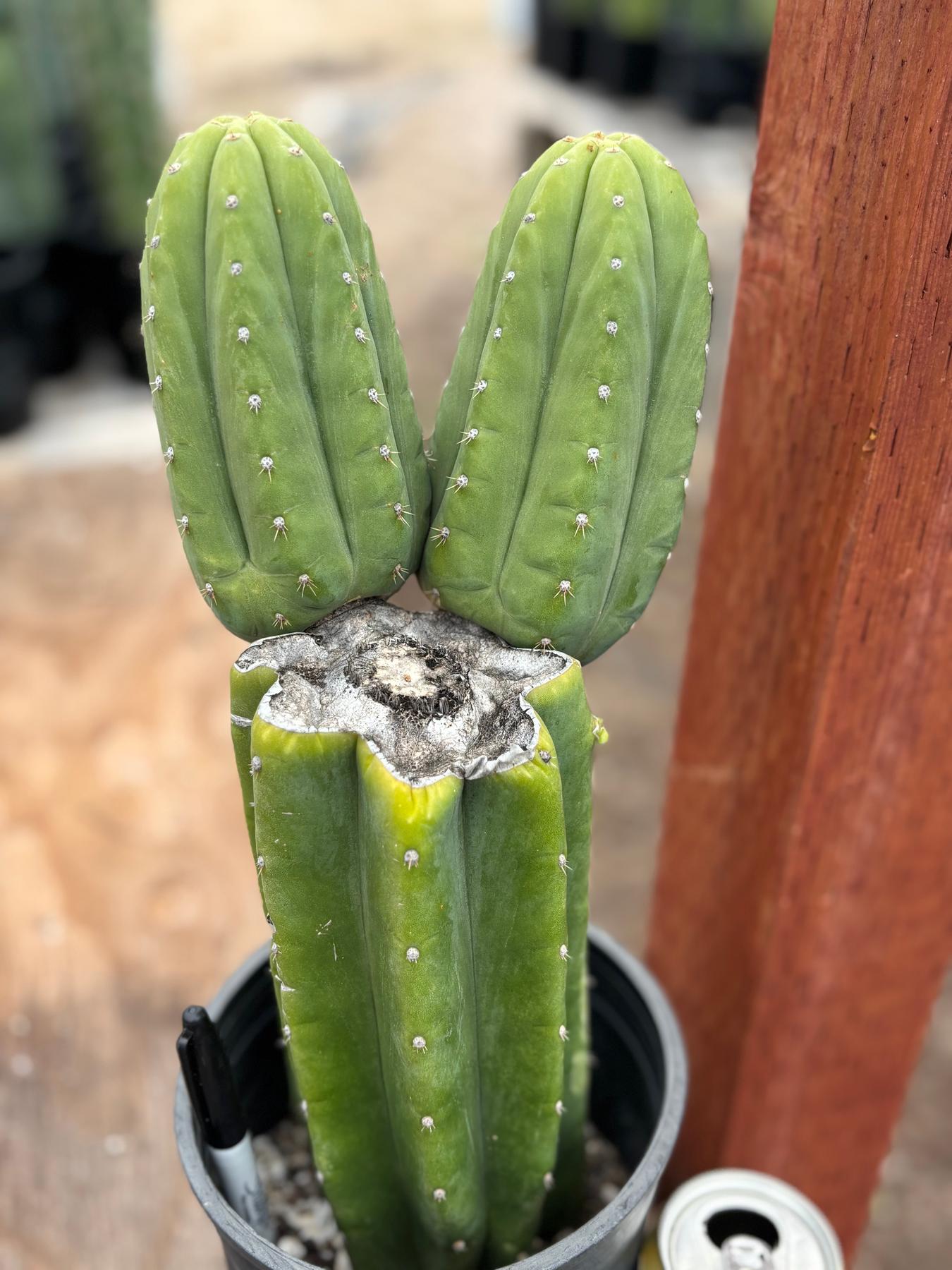 #EC51 EXACT Trichocereus Malo4 X HZ Cactus 13.5”-Cactus - Large - Exact-The Succulent Source