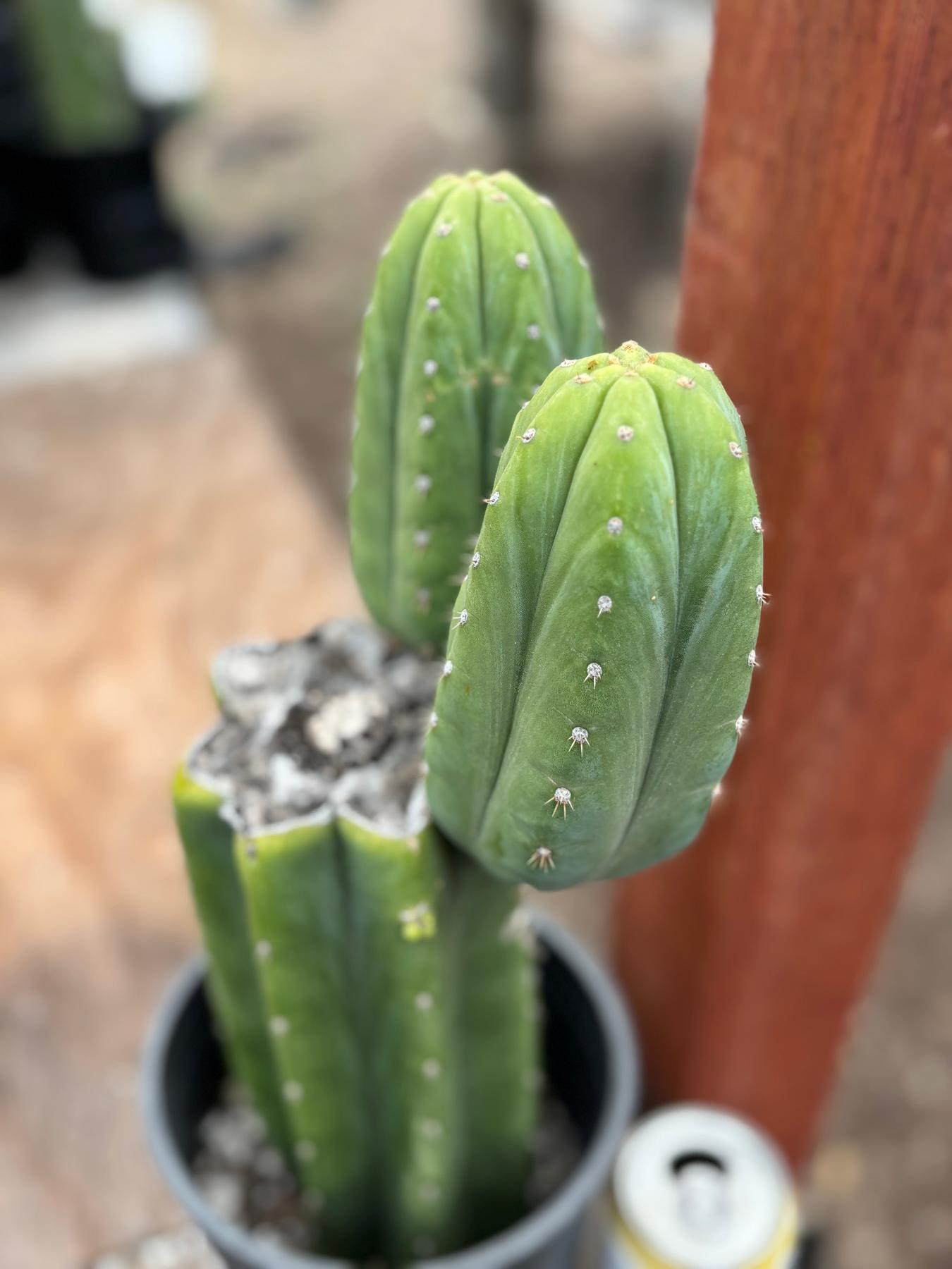 #EC51 EXACT Trichocereus Malo4 X HZ Cactus 13.5”-Cactus - Large - Exact-The Succulent Source
