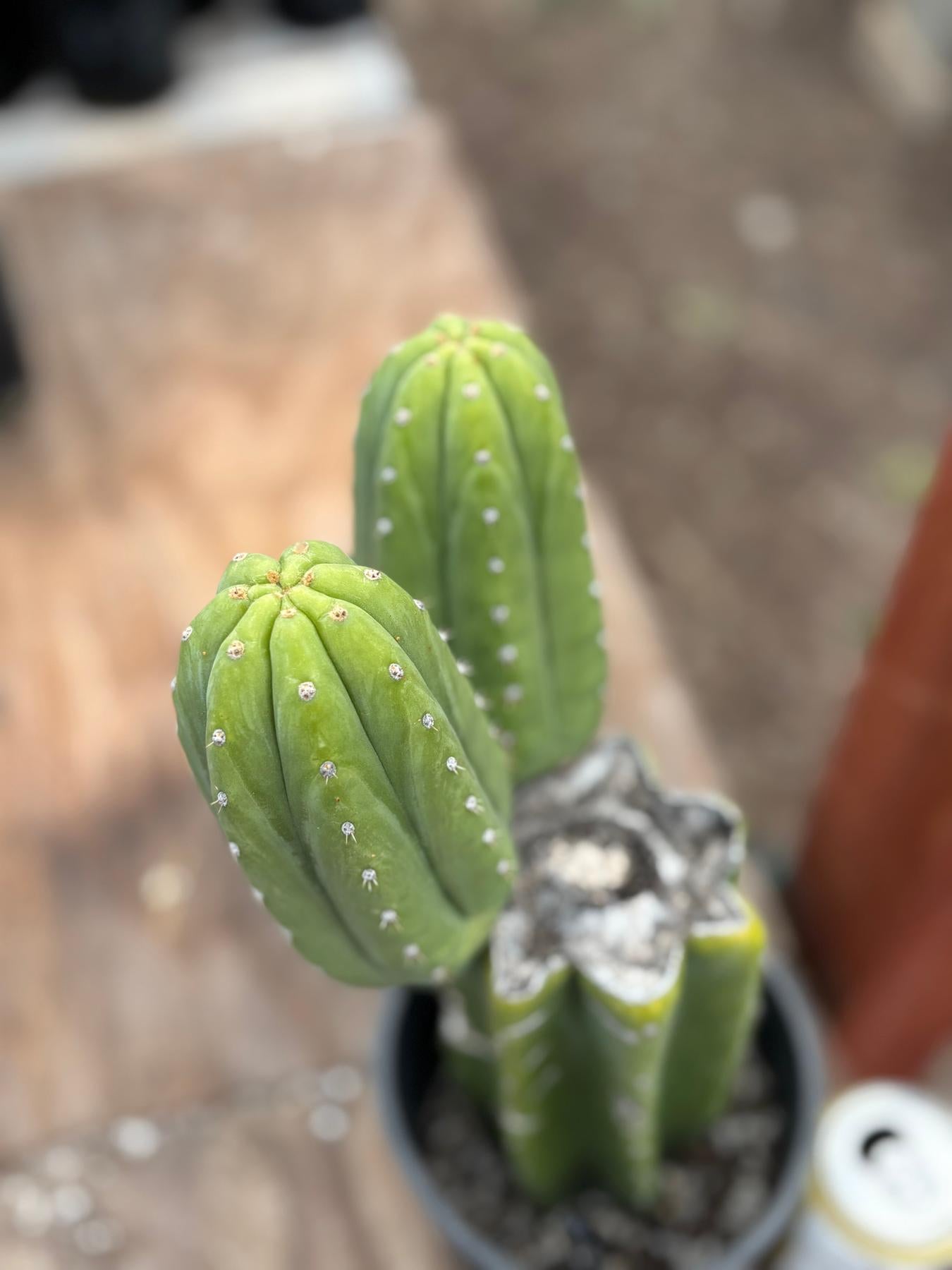 #EC51 EXACT Trichocereus Malo4 X HZ Cactus 13.5”-Cactus - Large - Exact-The Succulent Source