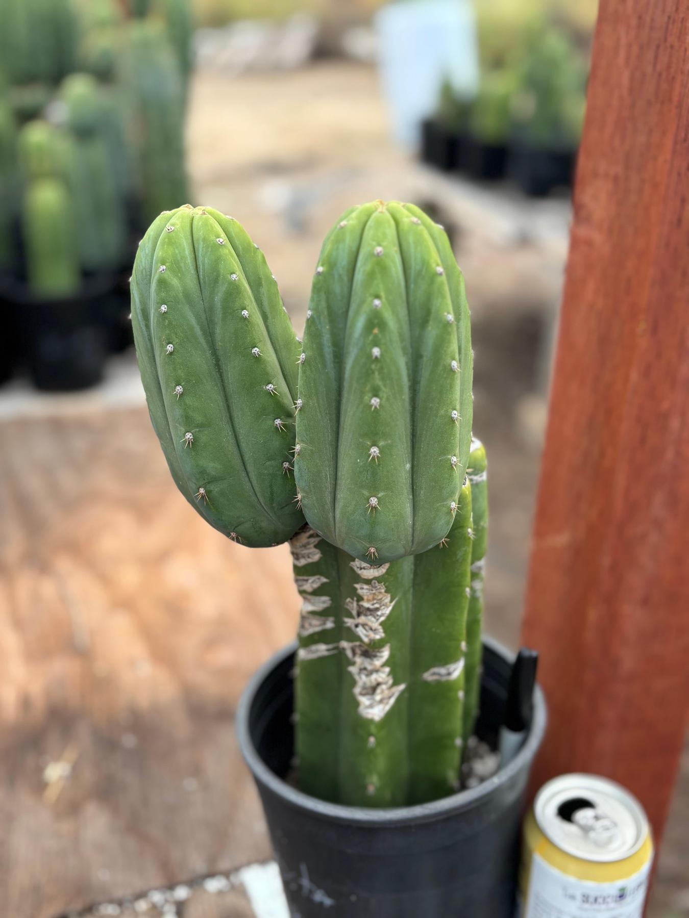 #EC51 EXACT Trichocereus Malo4 X HZ Cactus 13.5”-Cactus - Large - Exact-The Succulent Source
