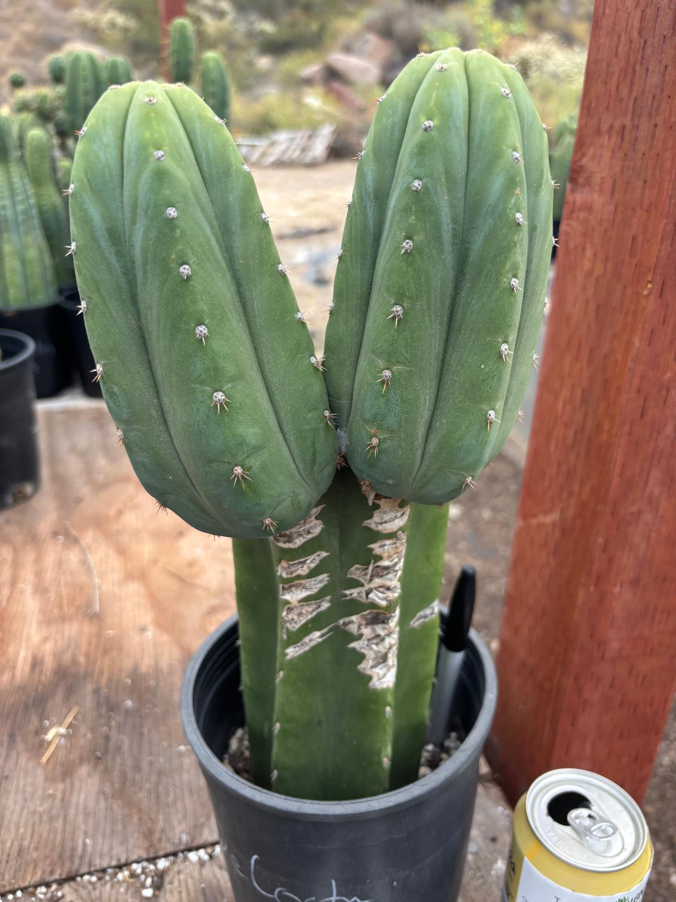 #EC51 EXACT Trichocereus Malo4 X HZ Cactus 13.5”-Cactus - Large - Exact-The Succulent Source