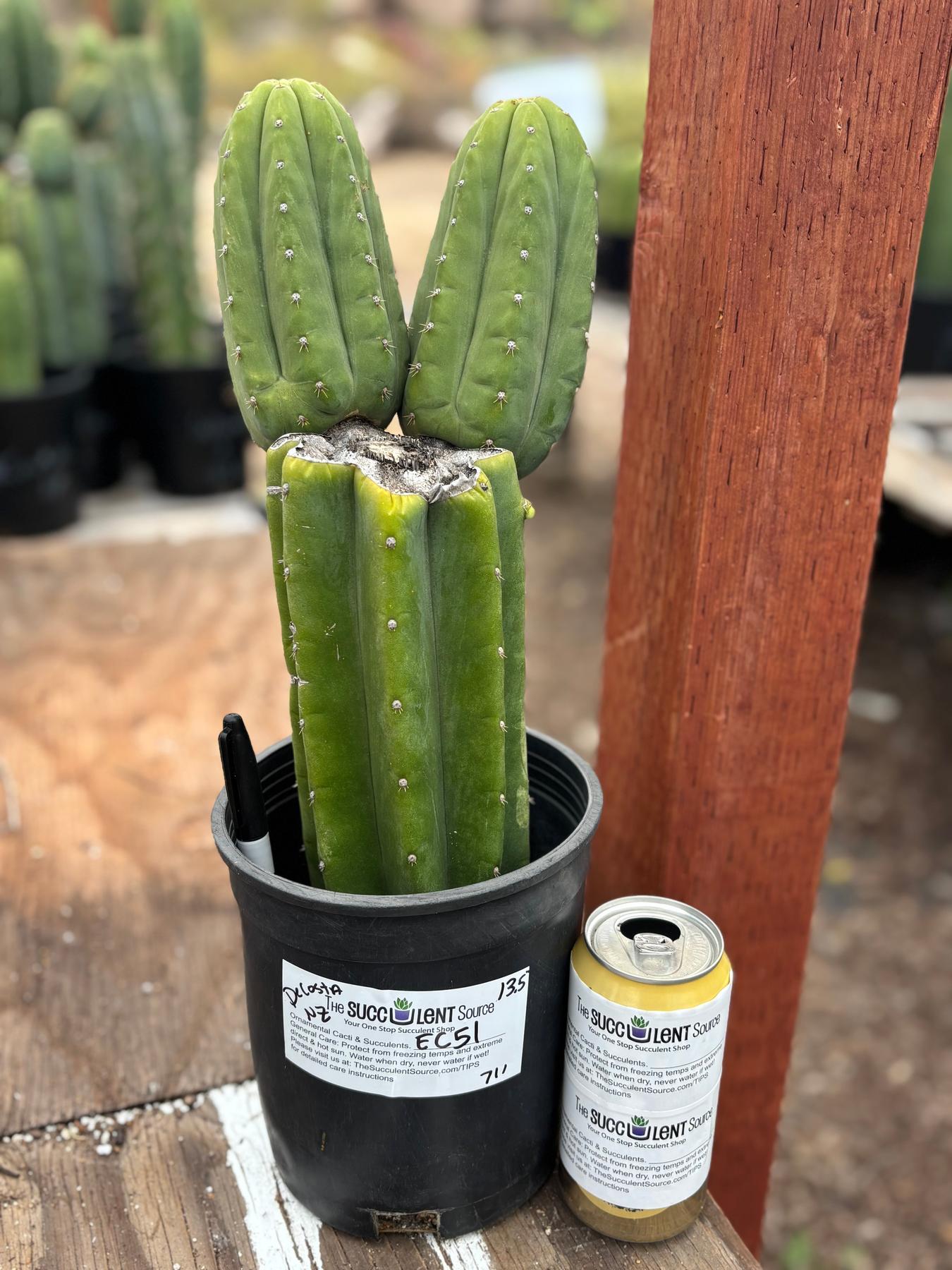 #EC51 EXACT Trichocereus Malo4 X HZ Cactus 13.5”-Cactus - Large - Exact-The Succulent Source