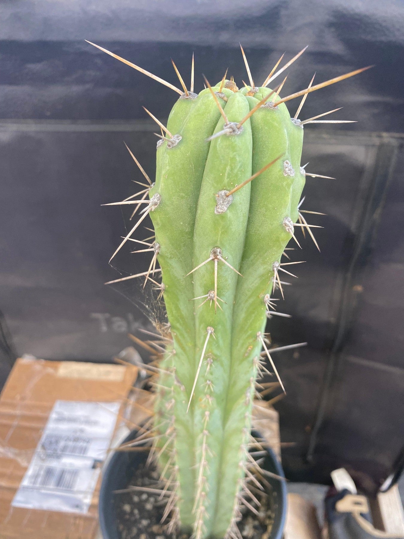 #EC51 EXACT Trichocereus Hybrid Bridgesii Psycho OP Cactus Cutting 17”-Cactus - Large - Exact-The Succulent Source