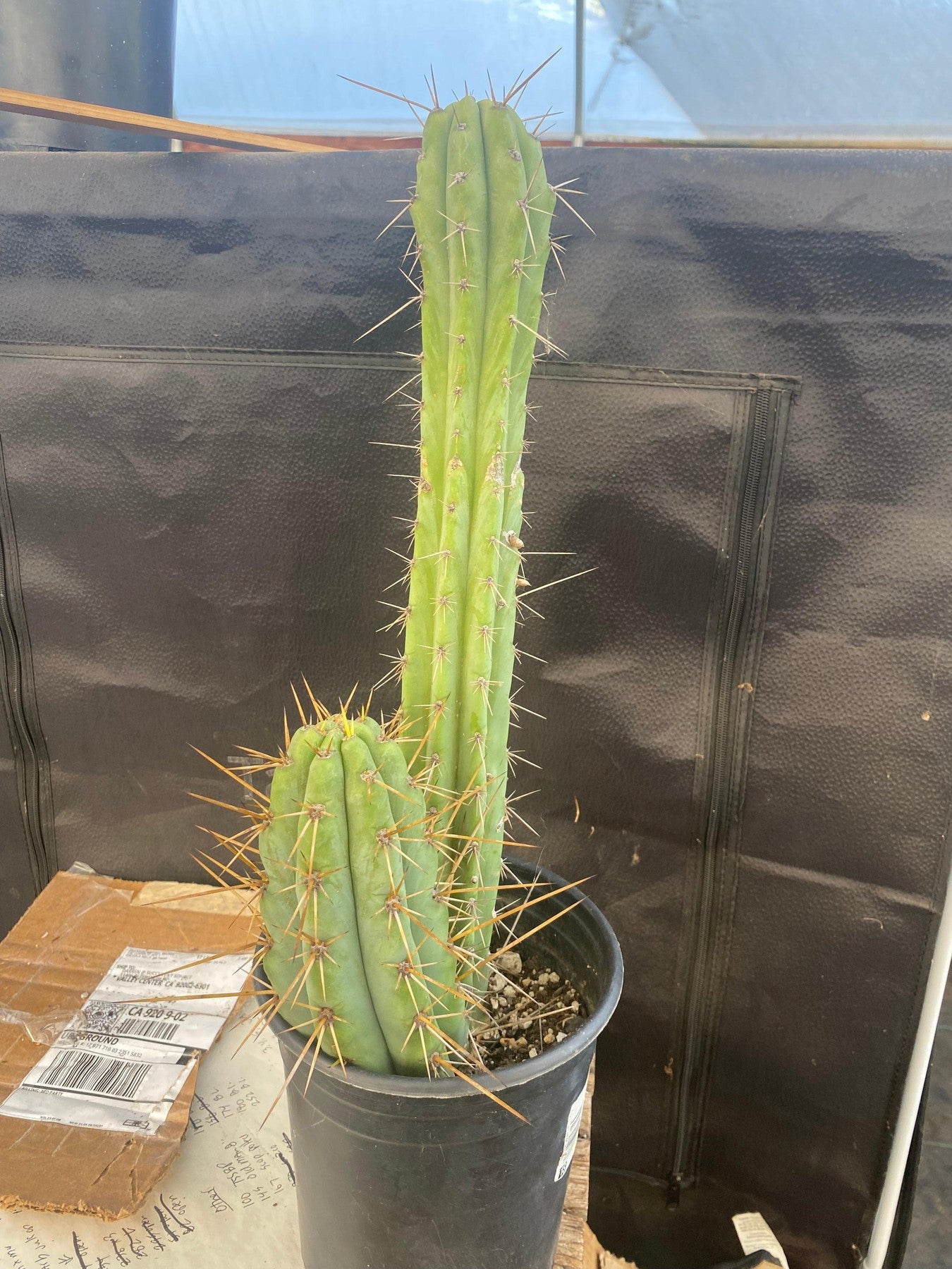 #EC51 EXACT Trichocereus Hybrid Bridgesii Psycho OP Cactus Cutting 17”-Cactus - Large - Exact-The Succulent Source
