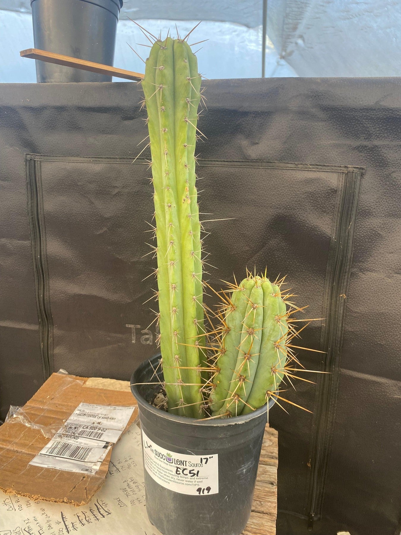 #EC51 EXACT Trichocereus Hybrid Bridgesii Psycho OP Cactus Cutting 17”-Cactus - Large - Exact-The Succulent Source