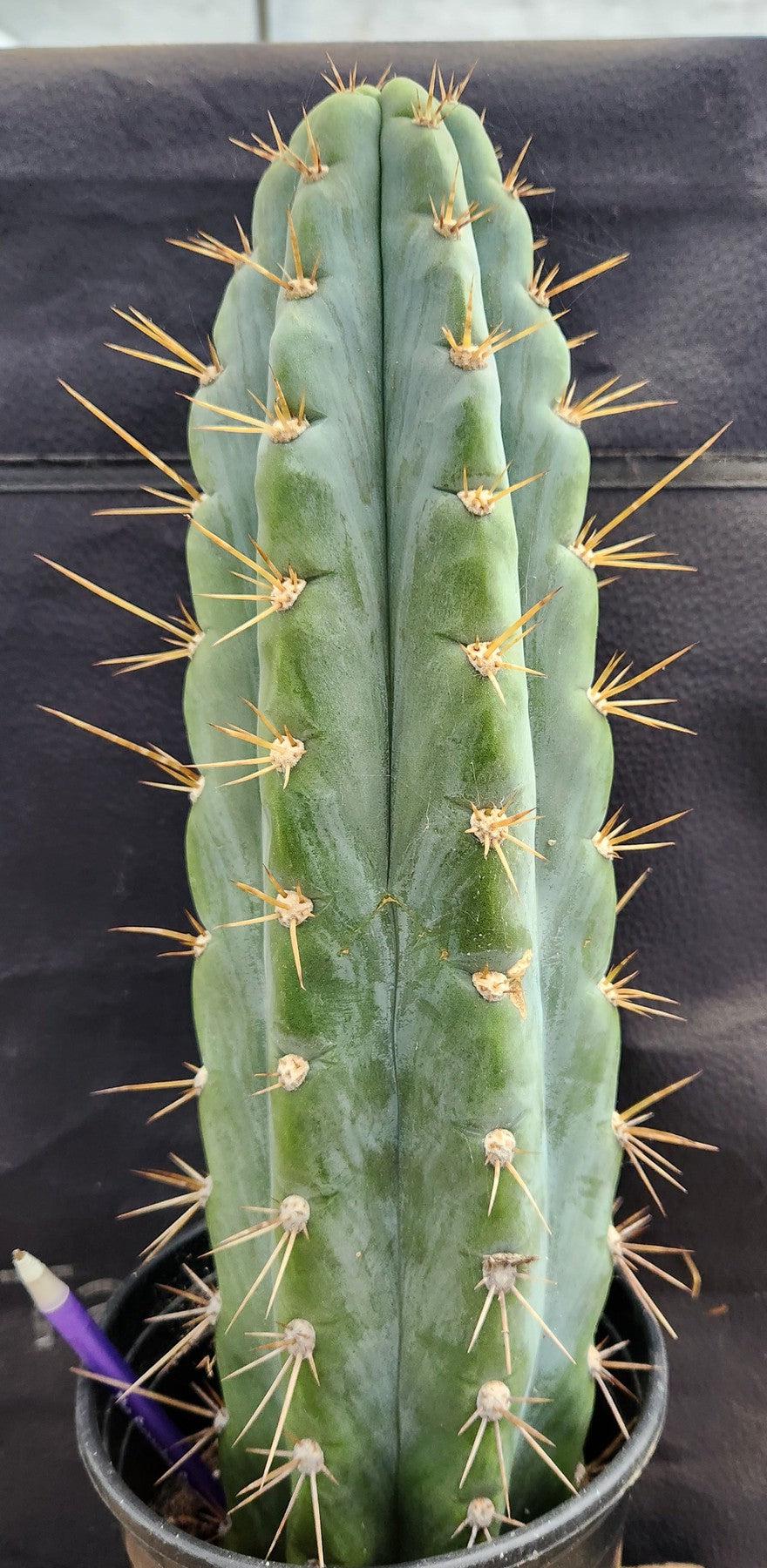 #EC54 EXACT TLC Trichocereus Peruvianus Storage Yard Cactus 15”-Cactus - Large - Exact-The Succulent Source