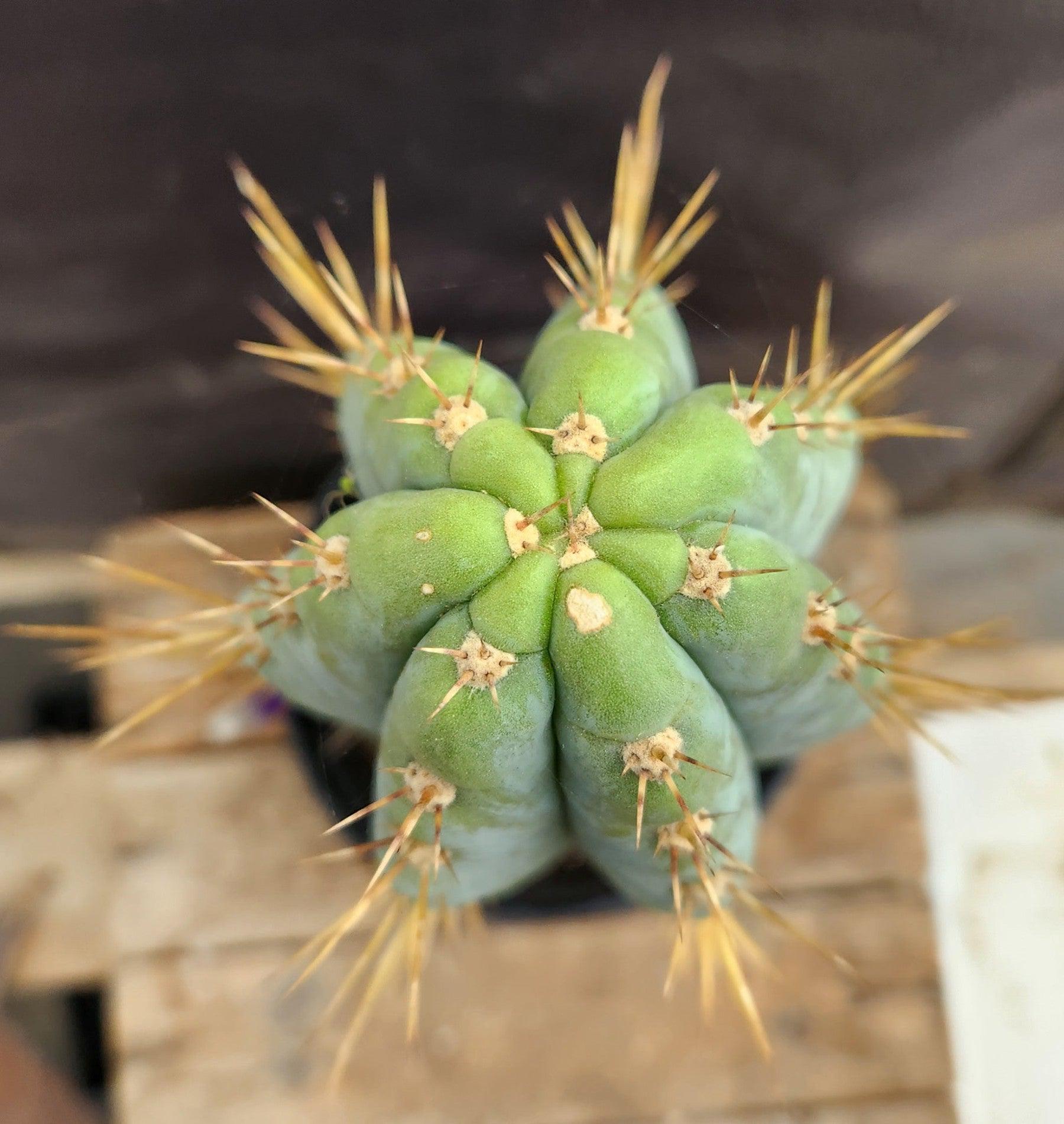 #EC54 EXACT TLC Trichocereus Peruvianus Storage Yard Cactus 15”-Cactus - Large - Exact-The Succulent Source