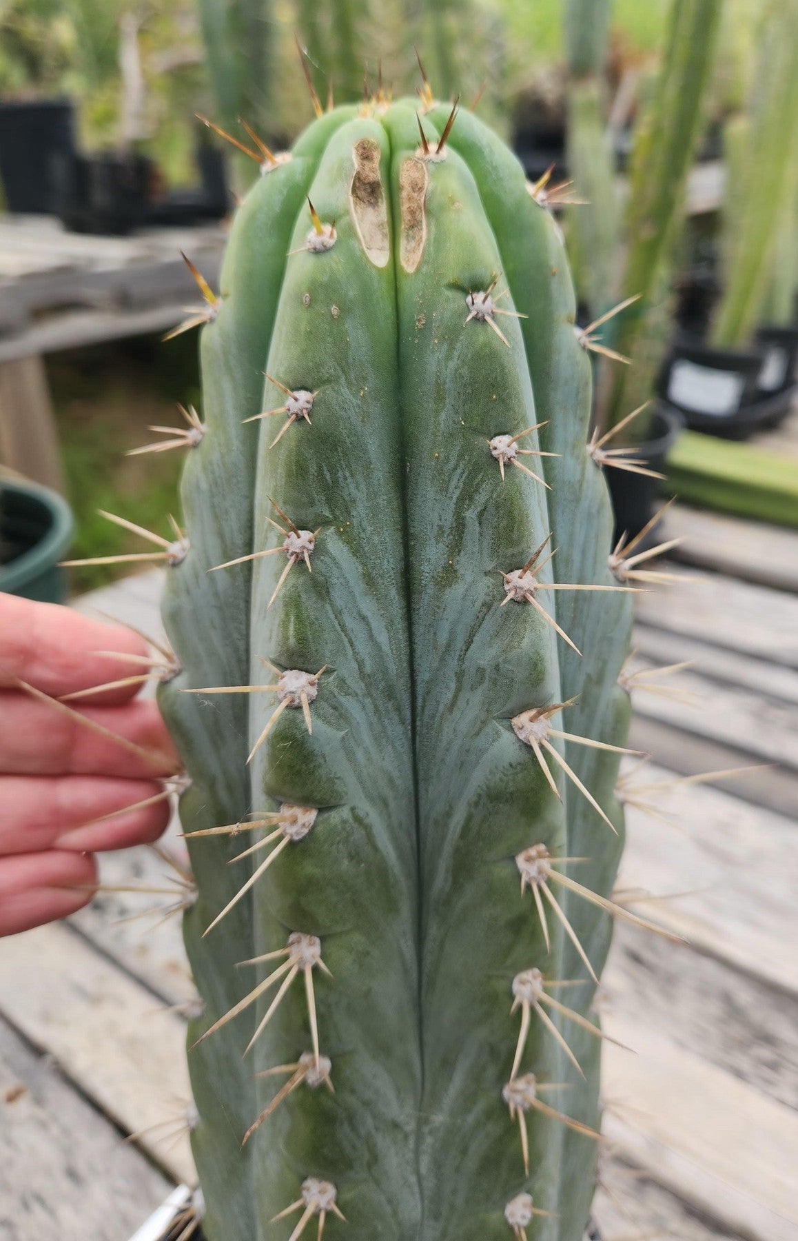 #EC54 EXACT TLC Trichocereus Peruvianus Storage Yard Cactus 15”-Cactus - Large - Exact-The Succulent Source