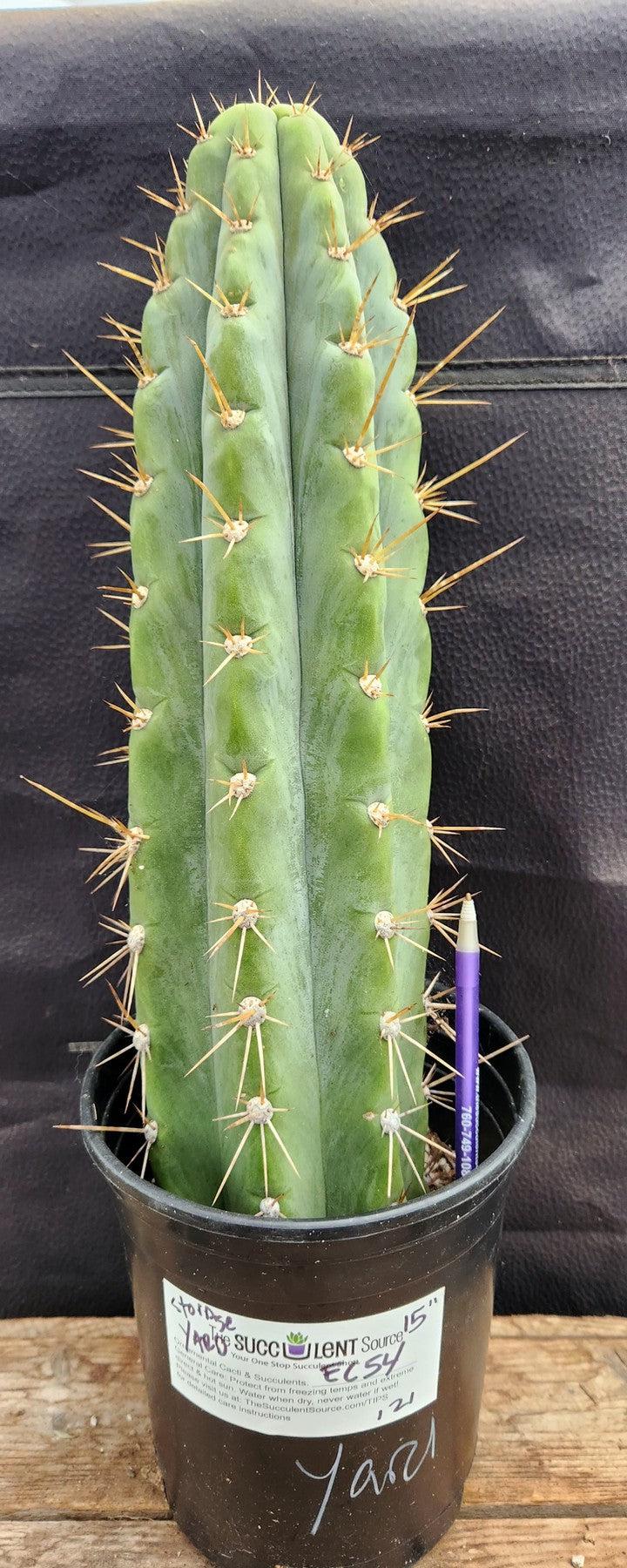 #EC54 EXACT TLC Trichocereus Peruvianus Storage Yard Cactus 15”-Cactus - Large - Exact-The Succulent Source