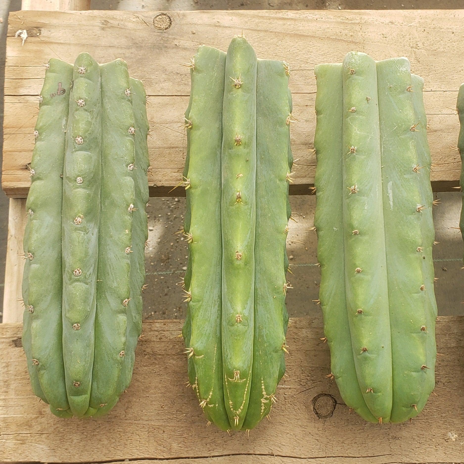 #EC55 EXACT Trichocereus "Lost Label" Three Pack Cactus Cutting Lot 7-10"-Cactus - Large - Exact-The Succulent Source