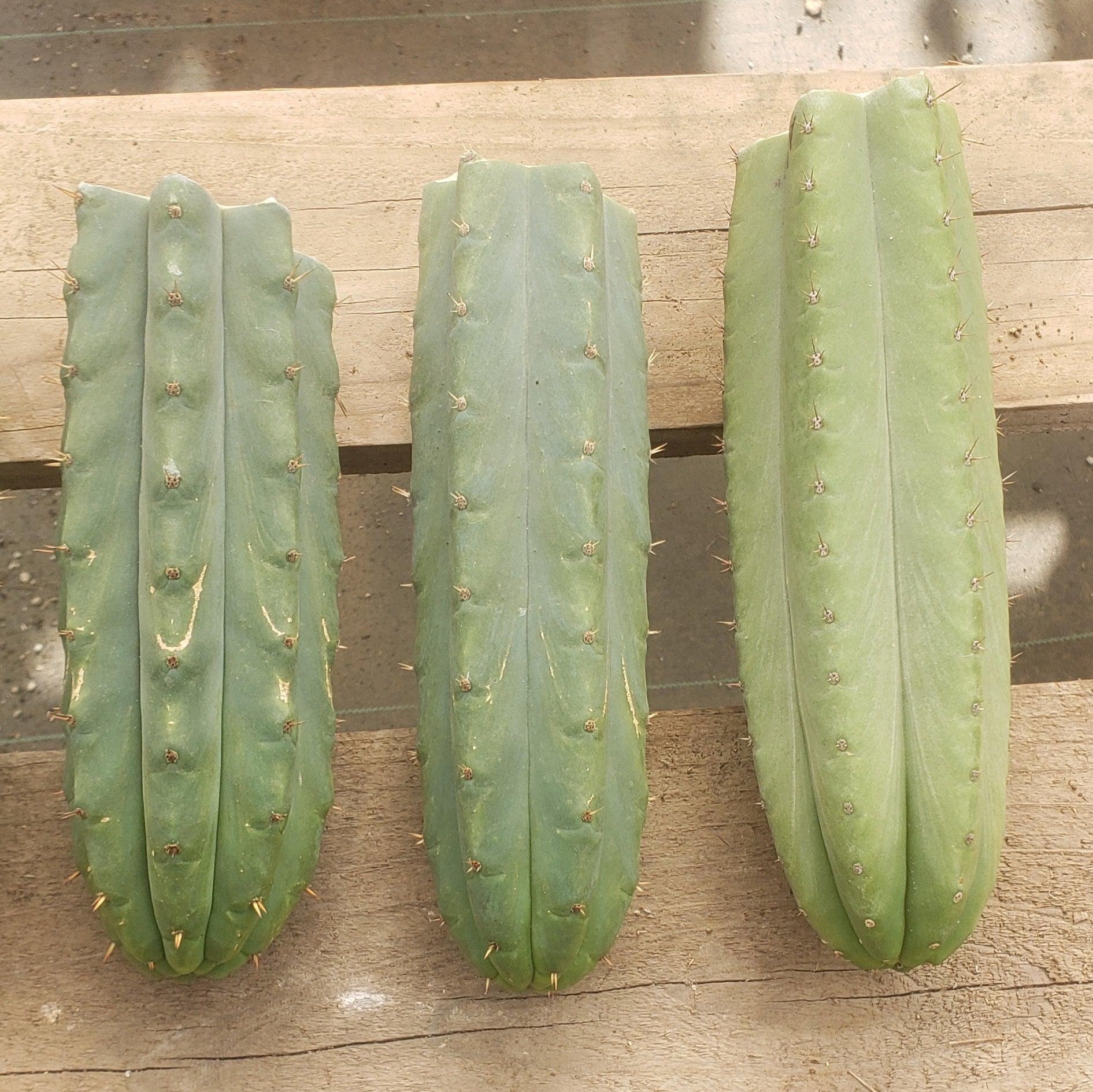 #EC55 EXACT Trichocereus "Lost Label" Three Pack Cactus Cutting Lot 7-10"-Cactus - Large - Exact-The Succulent Source