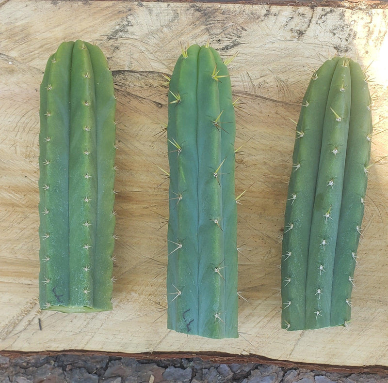 #EC55 EXACT Trichocereus "Lost Label" Three Pack Bargain Cactus Cutting Lot 10-14"