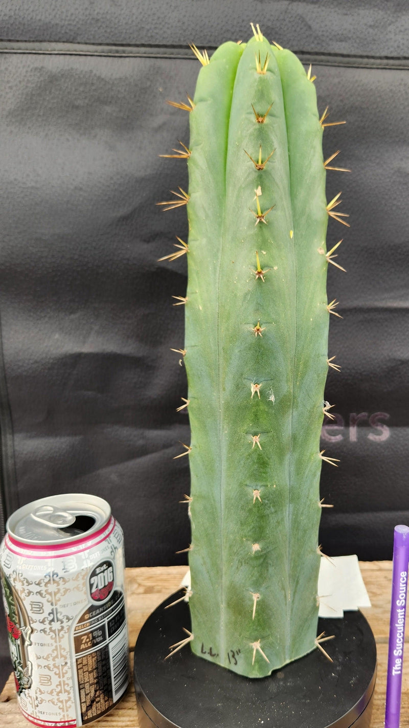 #EC55 EXACT Trichocereus "Lost Label" Three Pack Bargain Cactus Cutting Lot 10-14"